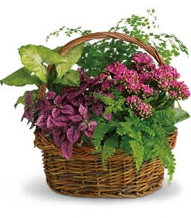 Wicker basket filled with assorted potted plants in pink, purple, and green