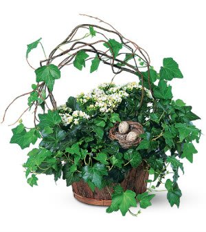 Potted ivy arrangement with small white flowers and a twig nest