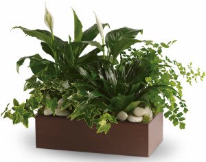 Green plant arrangement in a rectangular brown planter with white stones