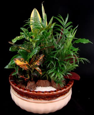 Potted tropical foliage arrangement in a ceramic planter