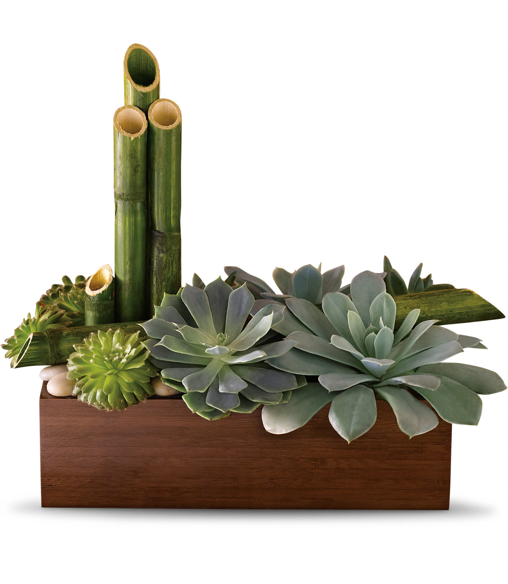 Succulent arrangement in a wooden box with bamboo tubes