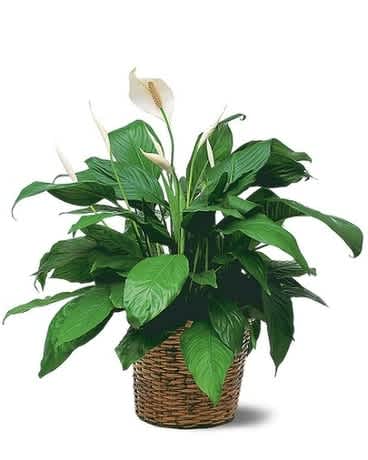 Medium Spathiphyllum Plant - This easy-to-care for plant with its shiny dark green leaves and white flowers is the perfect complement to any home or office. And that special someone will be perfectly complimented, too. One spathiphyllum plant arrives in a rattan basket.