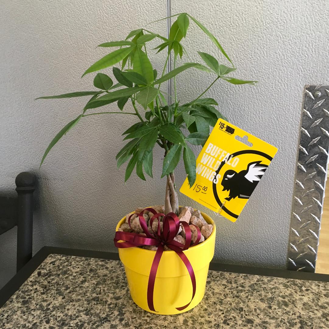 Money Tree &amp; BWW - As shown w/ $15 Buffalo Wild Wings gift card included - Approx. Height 18"