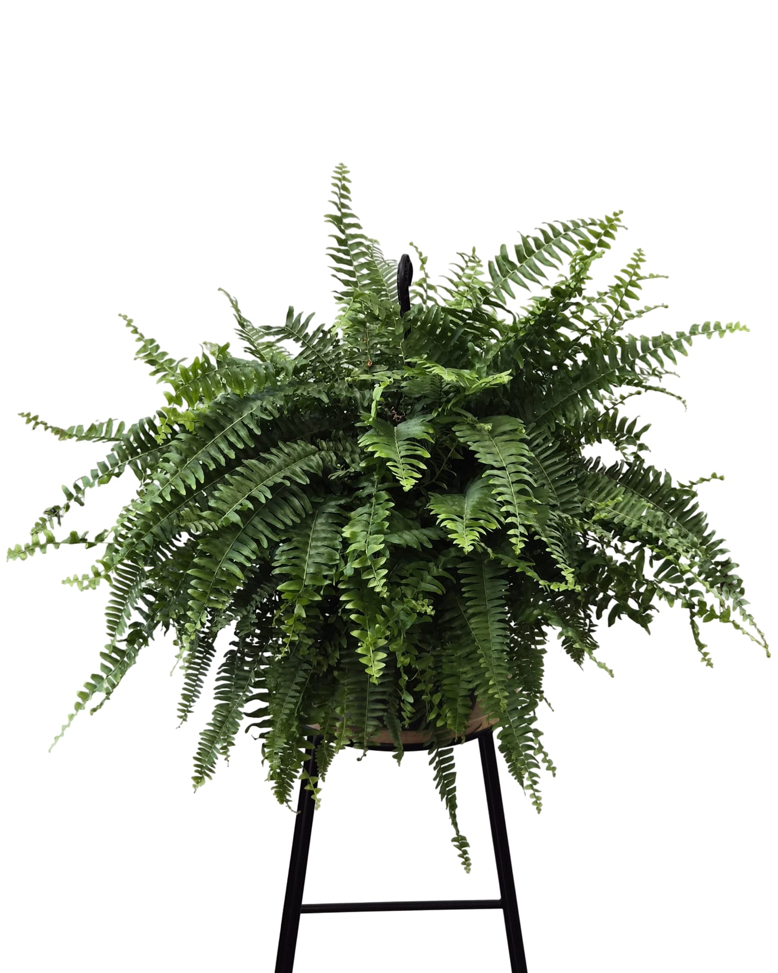 10" Boston Fern - A beautiful 10" Boston fern that can hang or sit! This fern will make any space feel magical.  Non-toxic to pets. Stool not included.  Approx 30" wide by 25" tall.