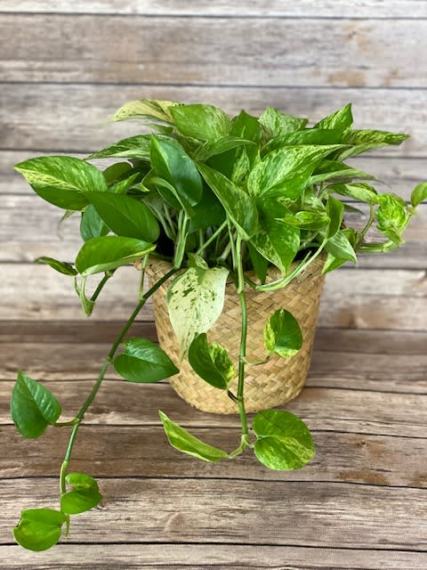 Pothos 'Marble Queen' - The marble queen pothos is a popular plant in the hardy pothos family. All members of this group have glossy, heart-shaped, leathery leaves but in different colors. The marble queen pothos, with its long cascading vines makes a beautiful table or hanging plant. A marble queen pothos survives in low light but looks better and grows faster in medium to bright indirect light. When the light is too low, the white swirls on the leaves revert to green on the new growth.  Approximately 12" tall x 10" wide  We take pride in delivering beautiful floral arrangements and plants to Davenport, Bettendorf, Rock Island, Moline, East Moline, Silvis, Hampton, Colona, Carbon Cliff, Coal Valley, and Milan. Whether you want to surprise a loved one or brighten someone's day, our efficient delivery service ensures your flowers arrive fresh and vibrant. Experience the joy of gifting flowers with our reliable local delivery service in the Quad Cities area.