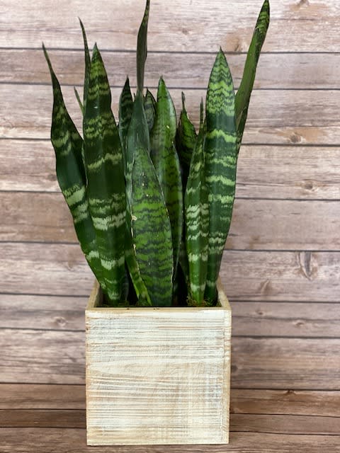 Snake Plant in Wood Box - Sansevieria, better known as Snake Plants, are hardy specimens that are more tolerant of imperfect environmental conditions than almost any other houseplant. One of the easiest plants to care for, sansevieria can add a little green to almost any space in the home. These are slow growers that thrive in bright light. However, it's because of the plant's ability to thrive in extremely low light conditions that has gained them their popularity. Place this plant in a spot that receives some level of indirect light, water when the soil has dried completely, every 3 to 8 weeks, and this plant will stay happy.  Approximately 21" t x 9" w