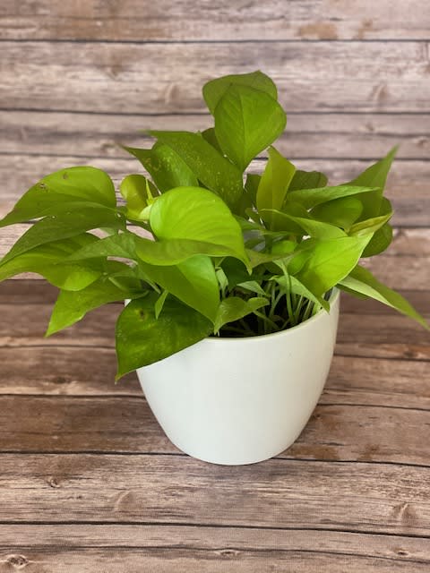 Neon Pothos - The Neon Pothos is a fun, unique plant in the hardy pothos family. All members of this group have glossy, heart-shaped, leathery leaves but in different colors. The Neon Pothos, with its long cascading vines makes a beautiful table or hanging plant. Unlike most pothos the Neon variety doesn't thrive in lower light conditions. Neon pothos prefer bright indirect light. When the light is too low, the neon chartreuse color will revert to green on the new growth.  Approximately 10"x 10"   Each Neon Pothos arrives ready to display in a white ceramic pot.  We take pride in delivering beautiful floral arrangements and plants to Davenport, Bettendorf, Rock Island, Moline, East Moline, Silvis, Hampton, Colona, Carbon Cliff, Coal Valley, and Milan. Whether you want to surprise a loved one or brighten someone's day, our efficient delivery service ensures your flowers arrive fresh and vibrant. Experience the joy of gifting flowers with our reliable local delivery service in the Quad Cities area.