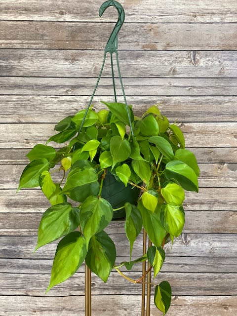 Brasil Philodendron Hanging Basket - Looking for an easy care houseplant with no green thumb required? Meet the Philodendron 'Brasil" with leaves look almost painted, with strokes of yellow and lime green across the deep green foliage. Tolerant of a wide range of light conditions, this plant is a prolific grower, producing long cascading vines that can easily reach the floor. Place this plant in bright, indirect light and water it when top 1-2" of soil is dry to the touch.  Plastic grower hanging basket with live plant. Approximately 15" wide in a 8" basket  We take pride in delivering beautiful floral arrangements and plants to Davenport, Bettendorf, Rock Island, Moline, East Moline, Silvis, Hampton, Colona, Carbon Cliff, Coal Valley, and Milan. Whether you want to surprise a loved one or brighten someone's day, our efficient delivery service ensures your flowers arrive fresh and vibrant. Experience the joy of gifting flowers with our reliable local delivery service in the Quad Cities area. 