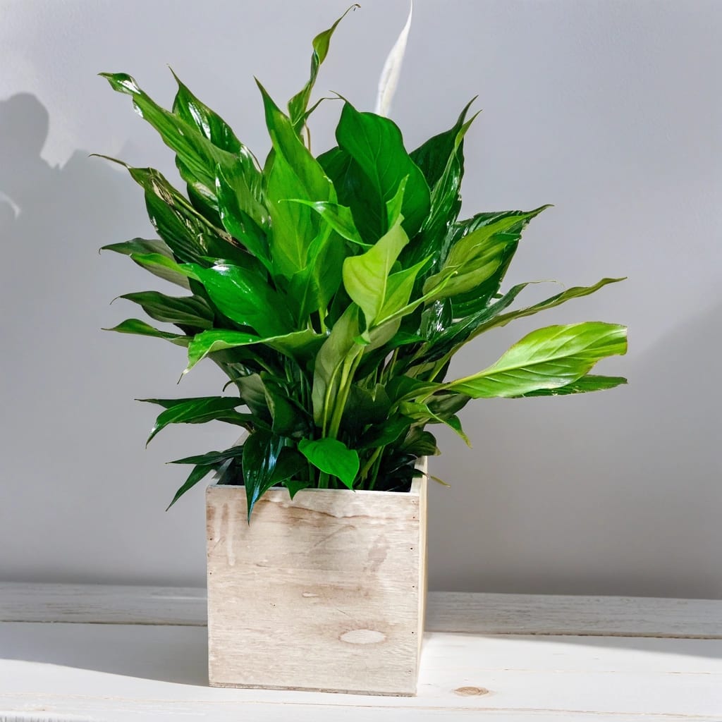 Peace Lily Wood Box - The Peace Lily: A Symbol of Hope and Sympathy Did you know that the Peace Lily plant is not just a beautiful addition to any space, but also holds a deep symbolic meaning? With its dark green leaves and elegant white flowers, the Peace Lily represents peace, purity, and rebirth.  Sending a Peace Lily for a funeral or memorial is a thoughtful gesture that conveys your sympathy and support during a difficult time. Placing this serene plant in a white wood box adds a touch of elegance and grace to any setting, serving as a lasting reminder of love and remembrance.  Let the timeless beauty of the Peace Lily Wood Box bring comfort and solace to those in mourning.  This item is readily available for delivery in the Quad Cities area. With convenient and efficient delivery services, you can enjoy the convenience of having this product delivered right to the recipient's doorstep in the Quad Cities region. Whether you're located in Davenport, Bettendorf, Rock Island, Moline, East Moline, Silvis, Coal Valley, Carbon Cliff, Colona, Hampton, or Milan. rest assured that timely delivery is at your fingertips. Experience the ease of sending your order without leaving the comfort of your home in the Quad Cities.