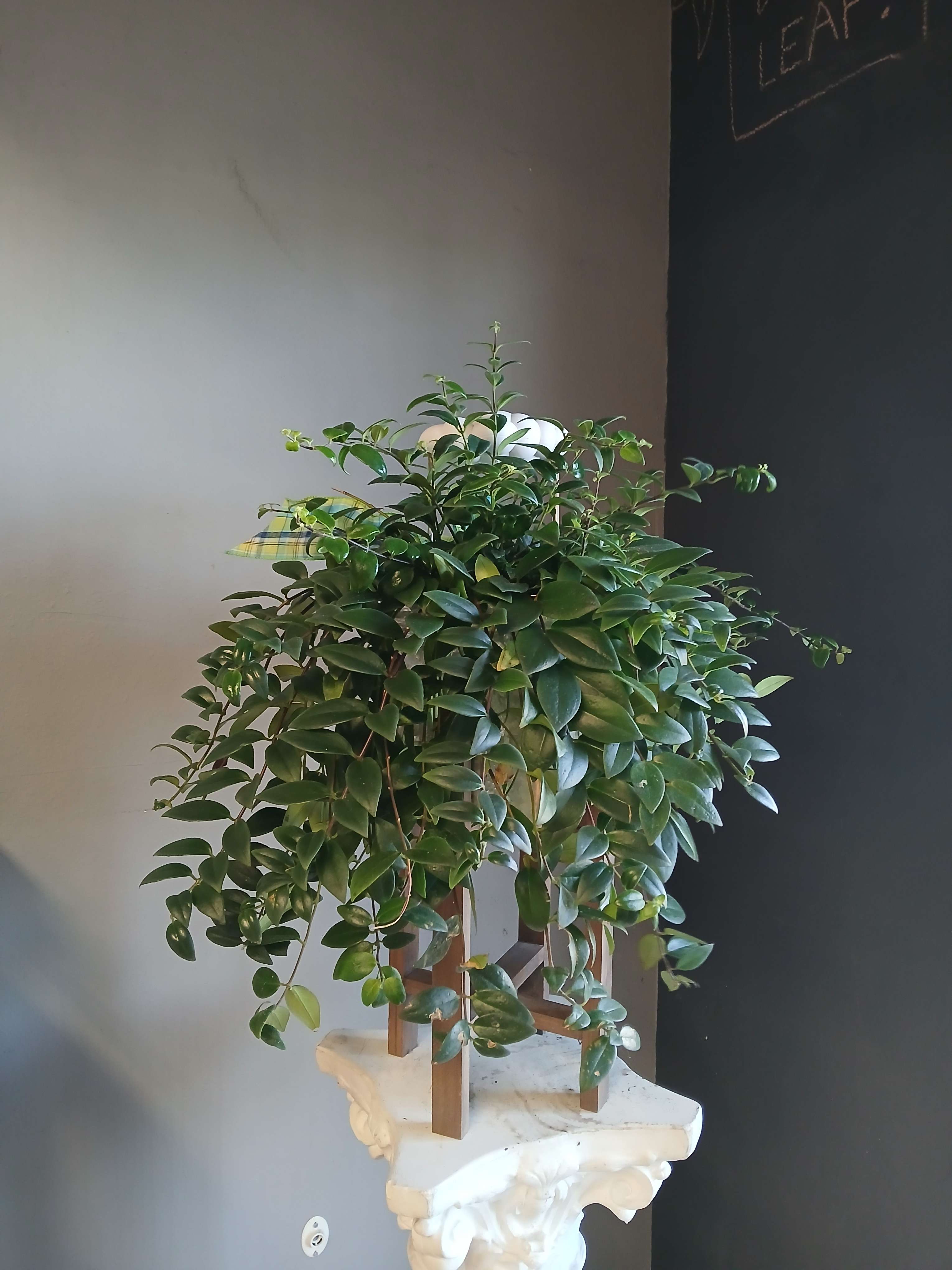 Trailing green potted plant on a decorative pedestal stand