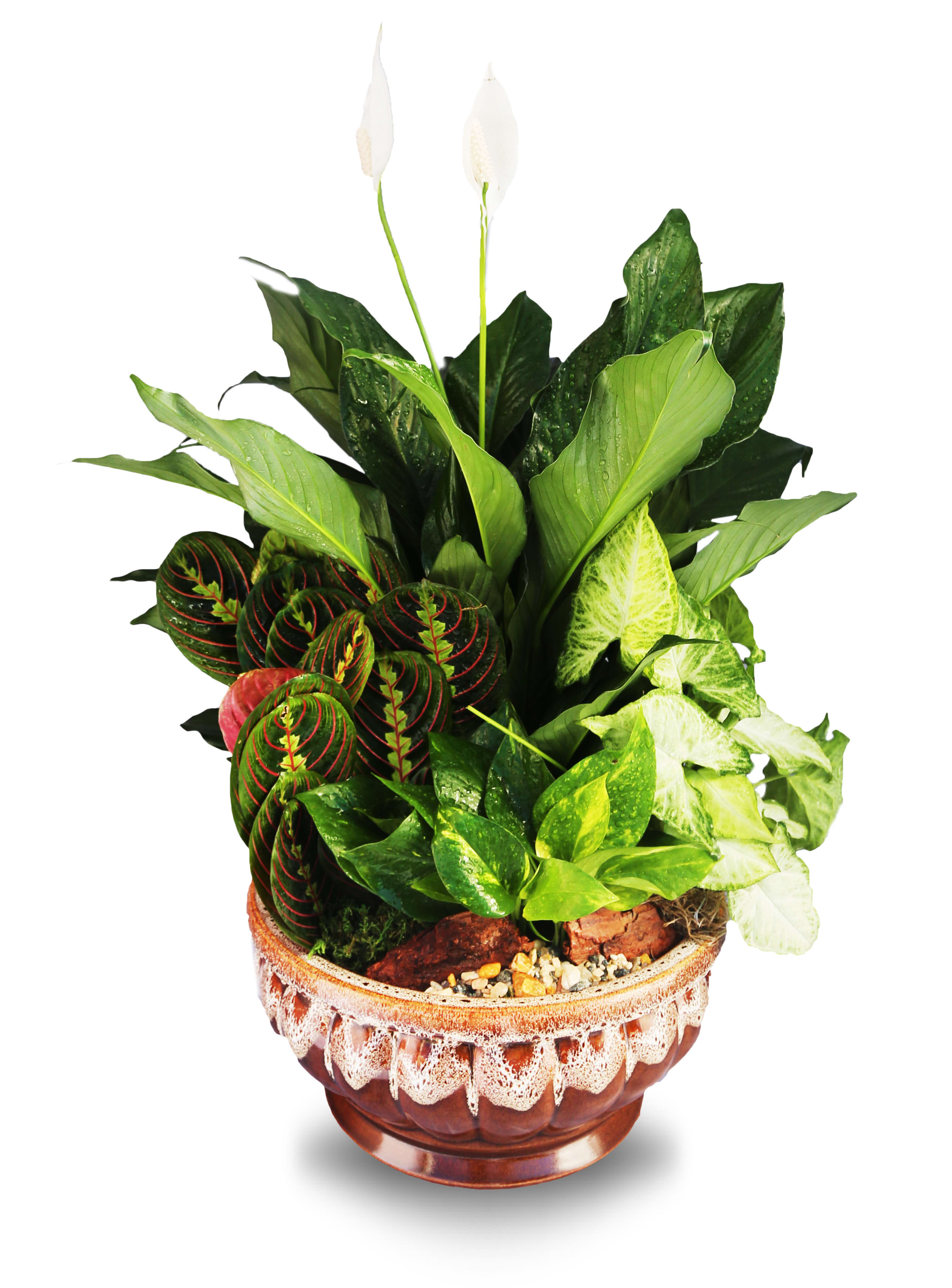 Dish garden ceramic planter LG (BB) - Introduce a touch of nature into your home or office with our exquisite Dishgarden. This stunning arrangement features an assortment of vibrant green plants, carefully selected to create a harmonious display of natural beauty. Housed in a premium ceramic container, this dishgarden is the perfect addition to any space, bringing a fresh and invigorating atmosphere.