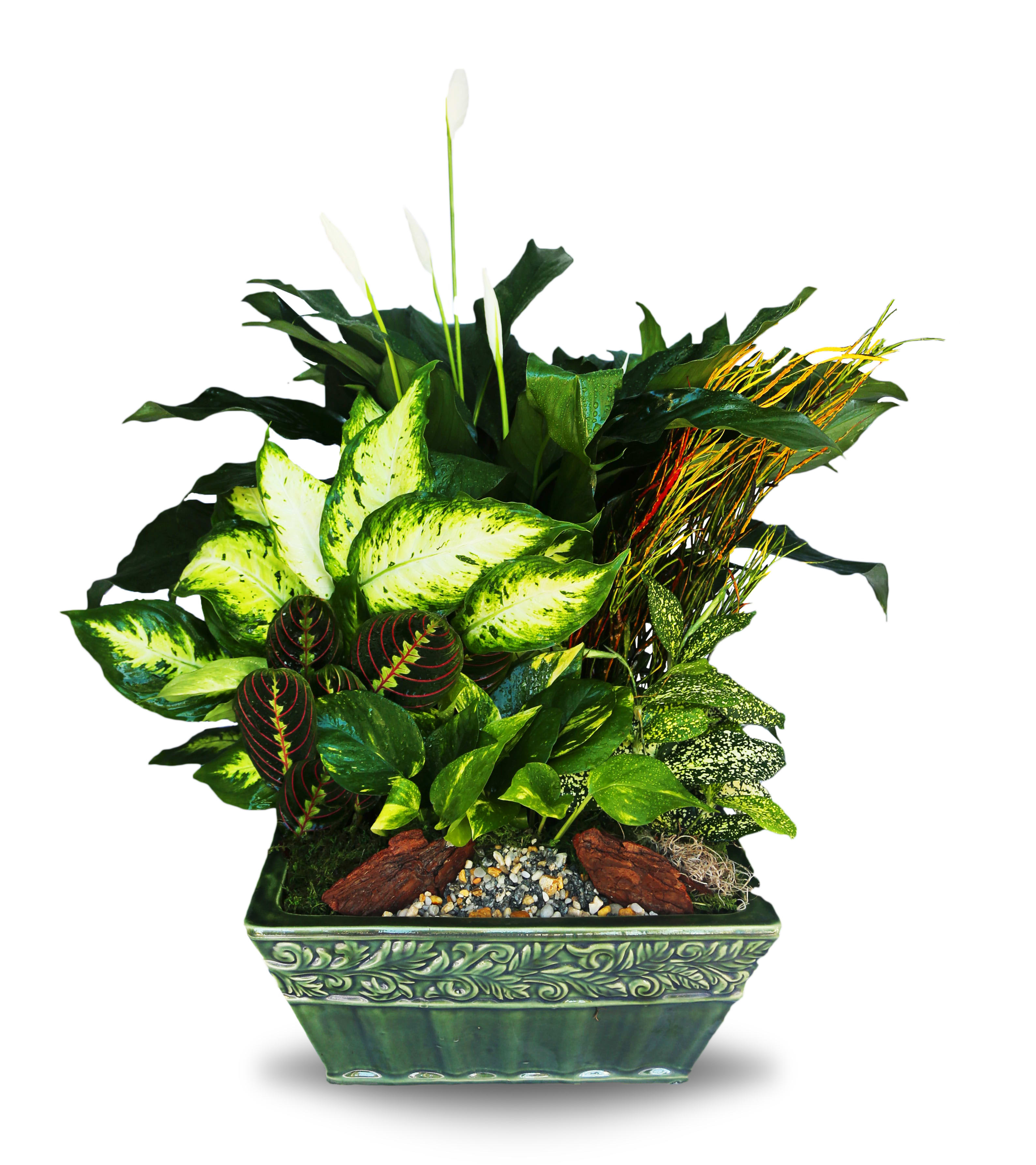 Dish Garden Ceramic Planter XL (BB) - Introduce a touch of nature into your home or office with our exquisite dish garden. This stunning arrangement features an assortment of vibrant green plants, carefully selected to create a harmonious display of natural beauty. Housed in a premium ceramic container, this dish garden is the perfect addition to any space, bringing a fresh and invigorating atmosphere.