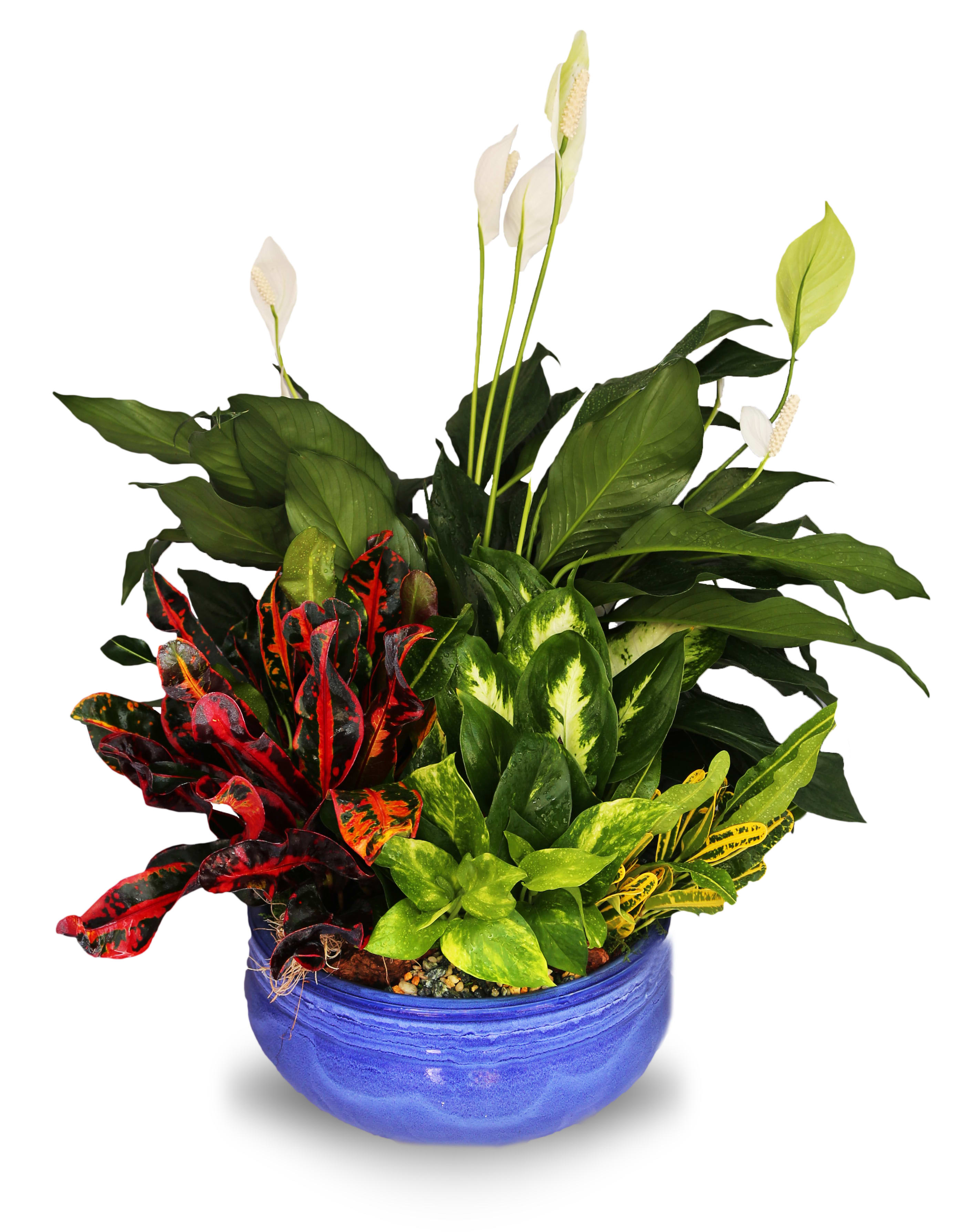 Dish Garden Ceramic Planter XL4 (BB) - Introduce a touch of nature into your home or office with our exquisite dish garden. This stunning arrangement features an assortment of vibrant green plants, carefully selected to create a harmonious display of natural beauty. Housed in a premium ceramic container, this dish garden is the perfect addition to any space, bringing a fresh and invigorating atmosphere.  *Ceramic container color may vary depending on availability*