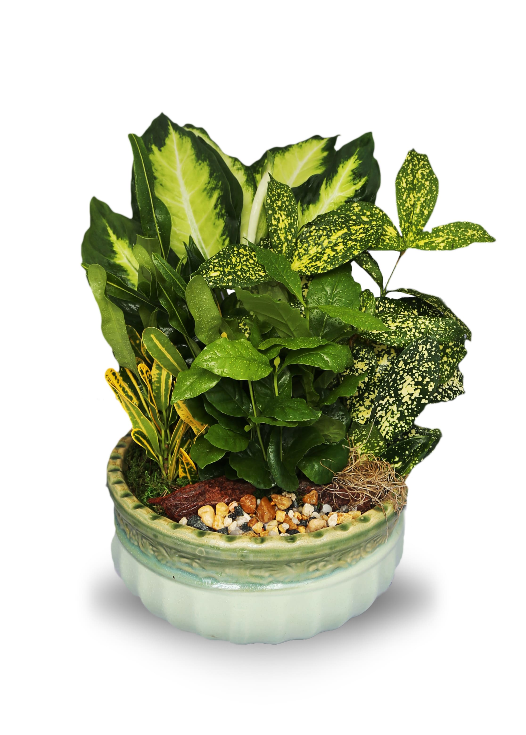 Potted arrangement of assorted green tropical plants in a ceramic bowl