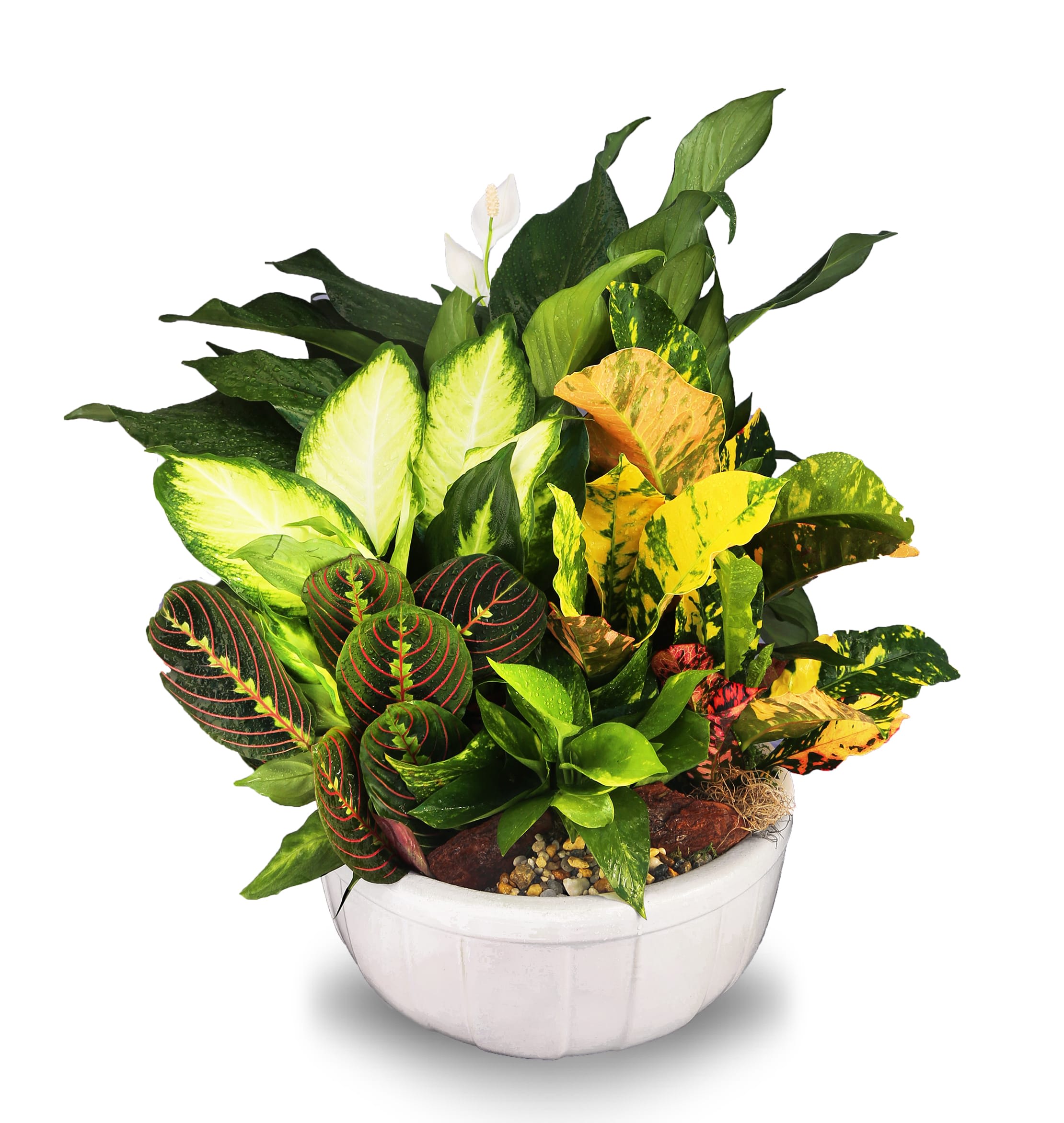 Dish Garden Ceramic Planter LG2 (BB) -  A Serene and Refreshing Touch of Nature in a Ceramic Dish Garden  This lovely ceramic dish garden is a beautiful celebration of nature's eternal beauty, featuring a captivating selection of luscious green plants that are sure to bring a serene and refreshing touch to any home or office. The perfect choice for same day delivery, this enchanting garden of green is sure to delight anyone who receives it.