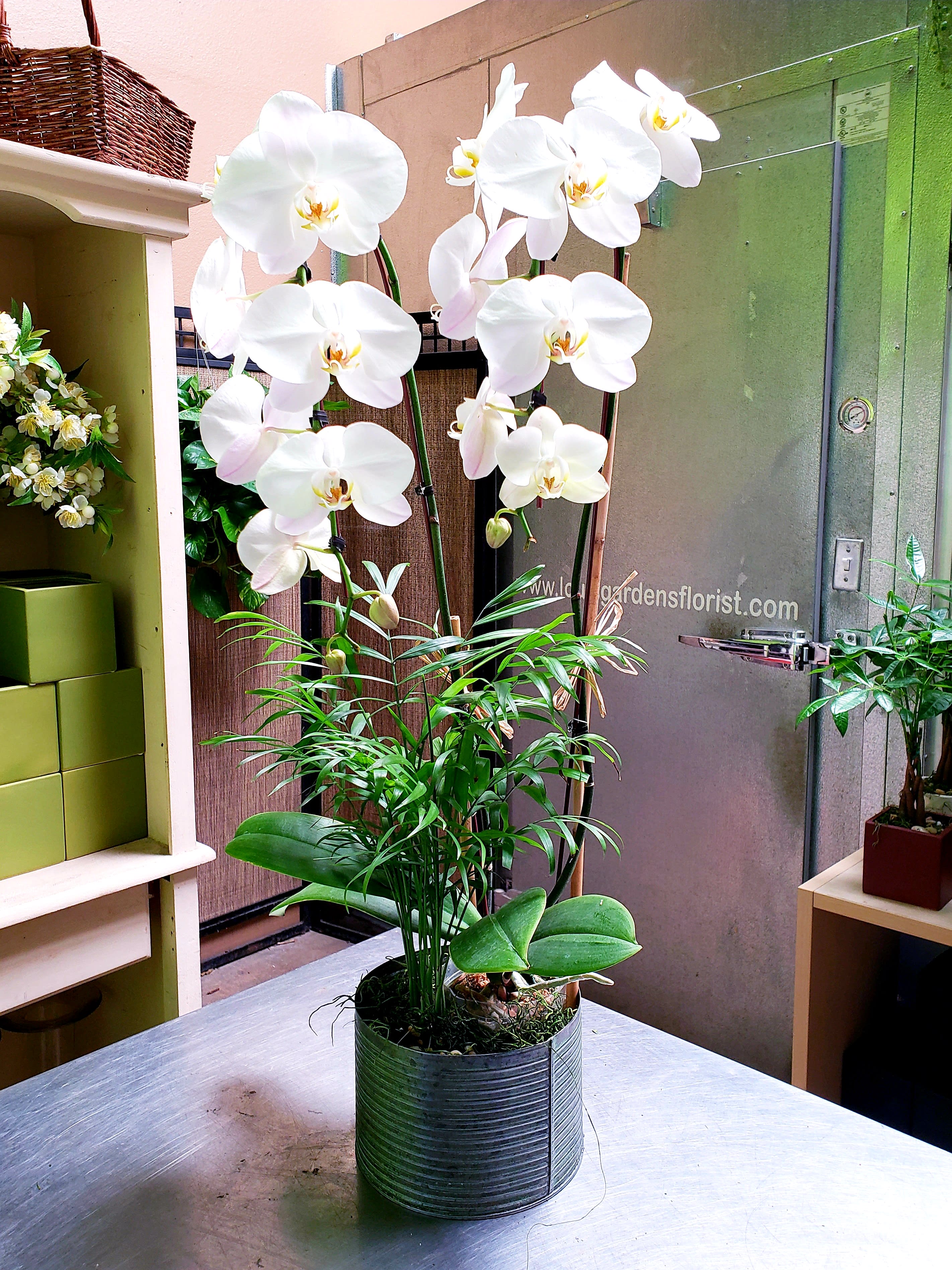 White orchid plant in a ribbed metal pot