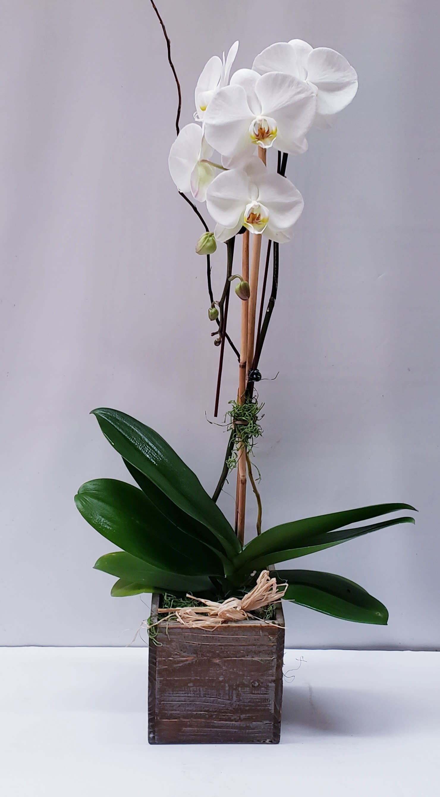 White Orchid and Wooden Box - 24"h x 8"w