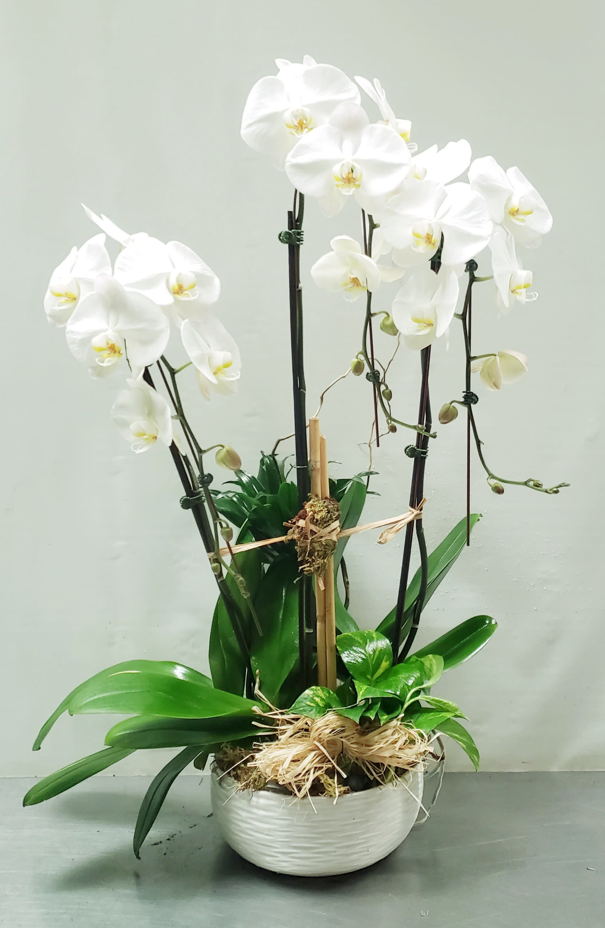 White orchids in a white bowl planter with green foliage