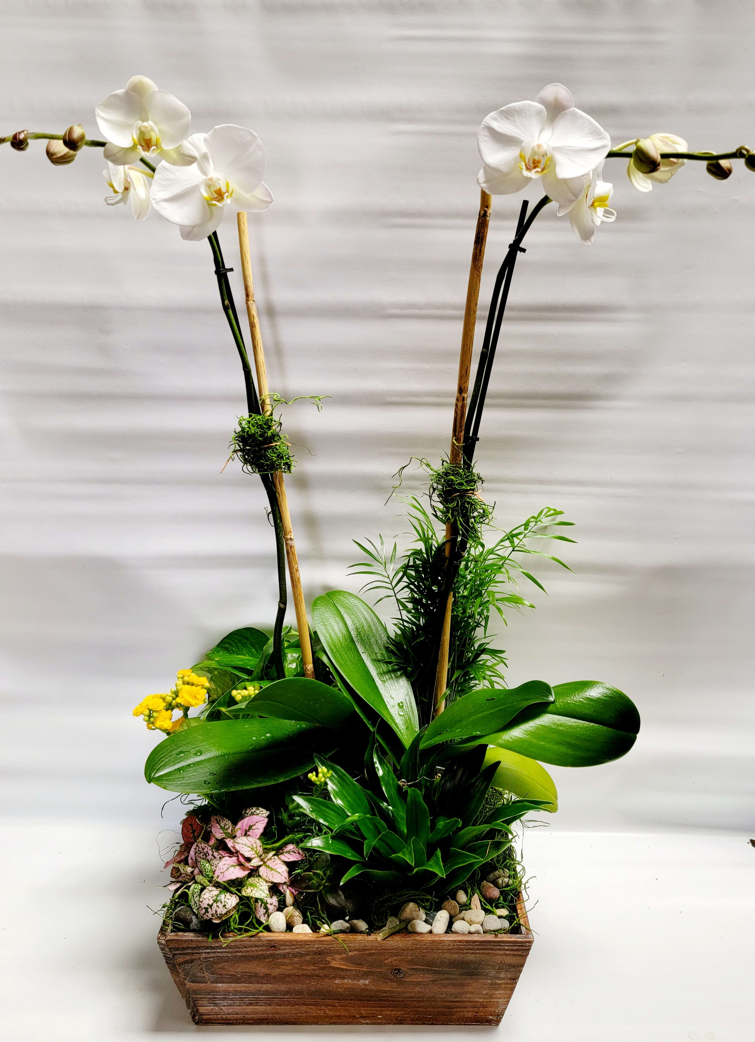 White orchids in a wooden planter with assorted foliage and stones