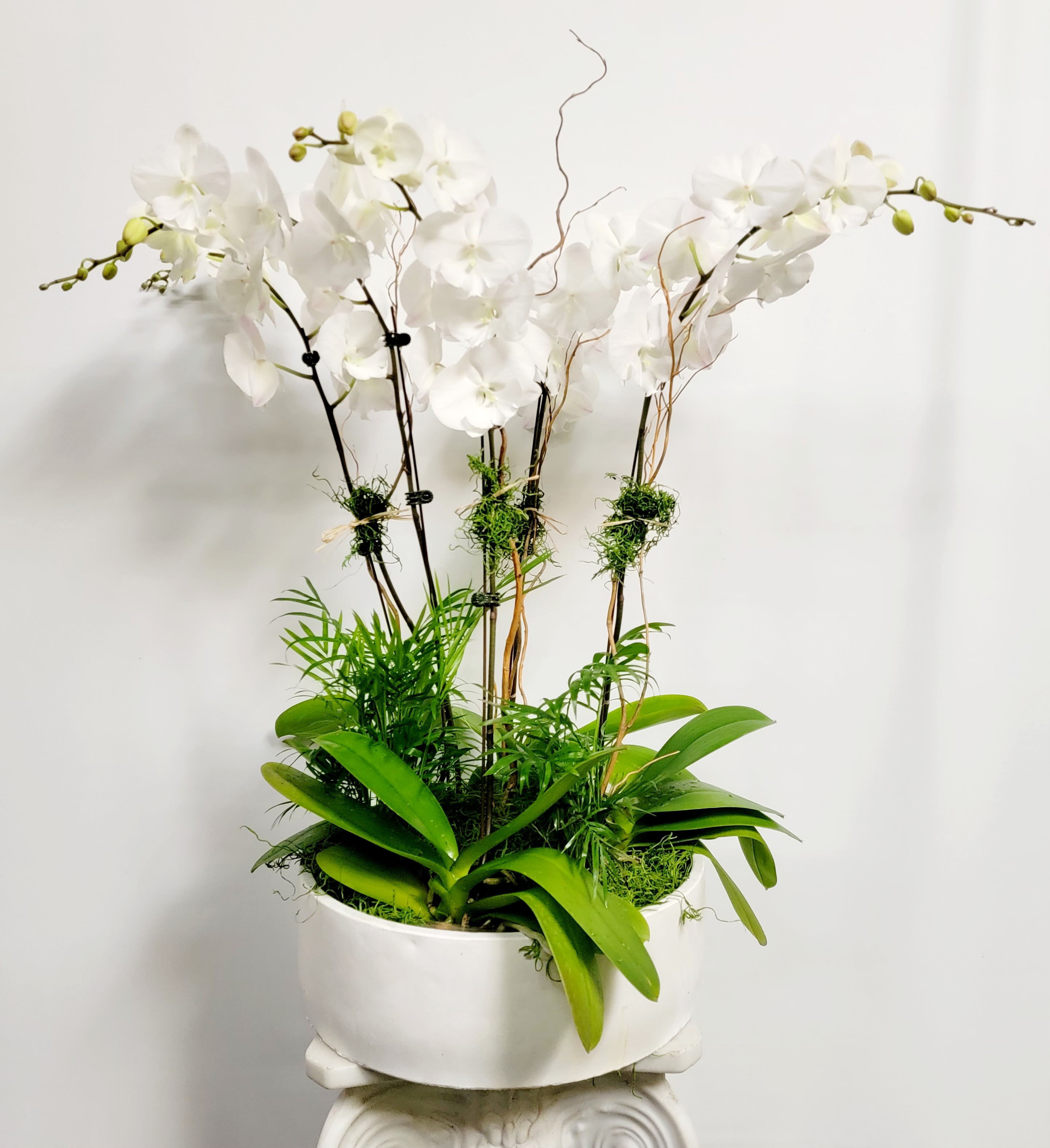 White orchids in a white planter with green foliage
