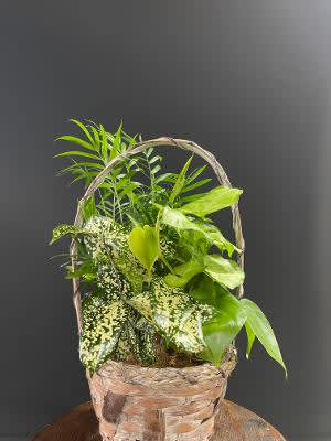 Basket of assorted green houseplants with a woven handle