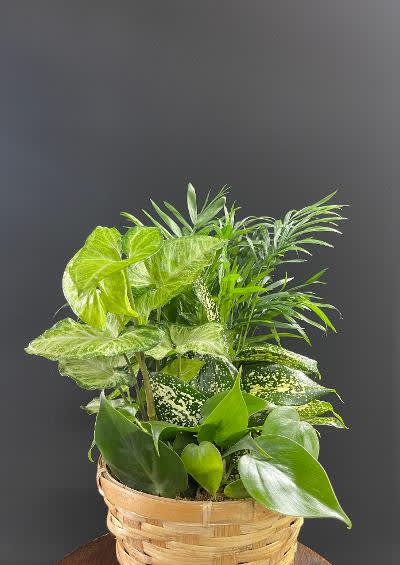 Basket of assorted green houseplants against a dark background