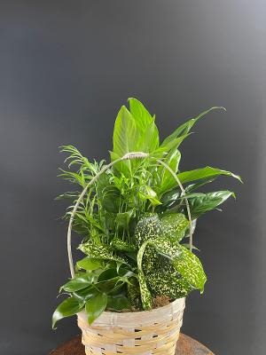 Basket of assorted green houseplants