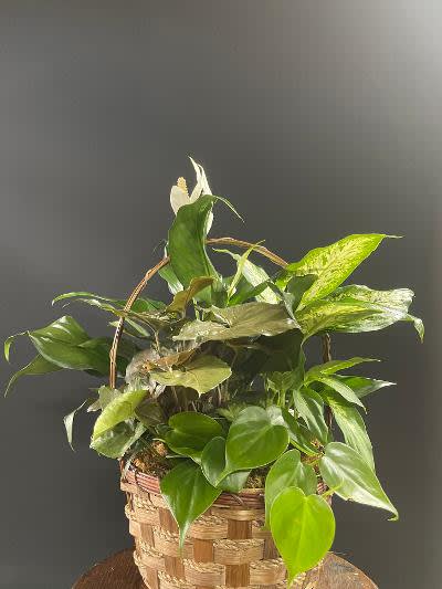 Basket of assorted green houseplants with a white peace lily bloom