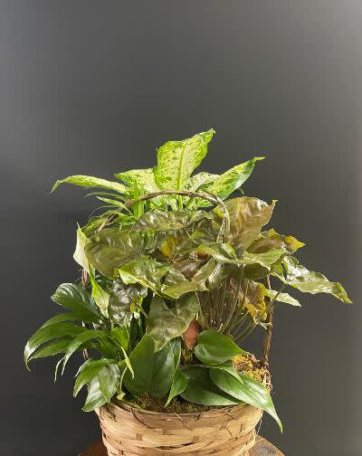 Basket of assorted green houseplants against a dark background