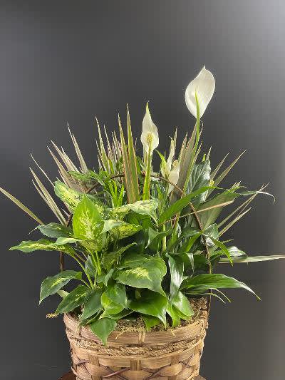 Basket planter with white calla lilies and assorted green foliage