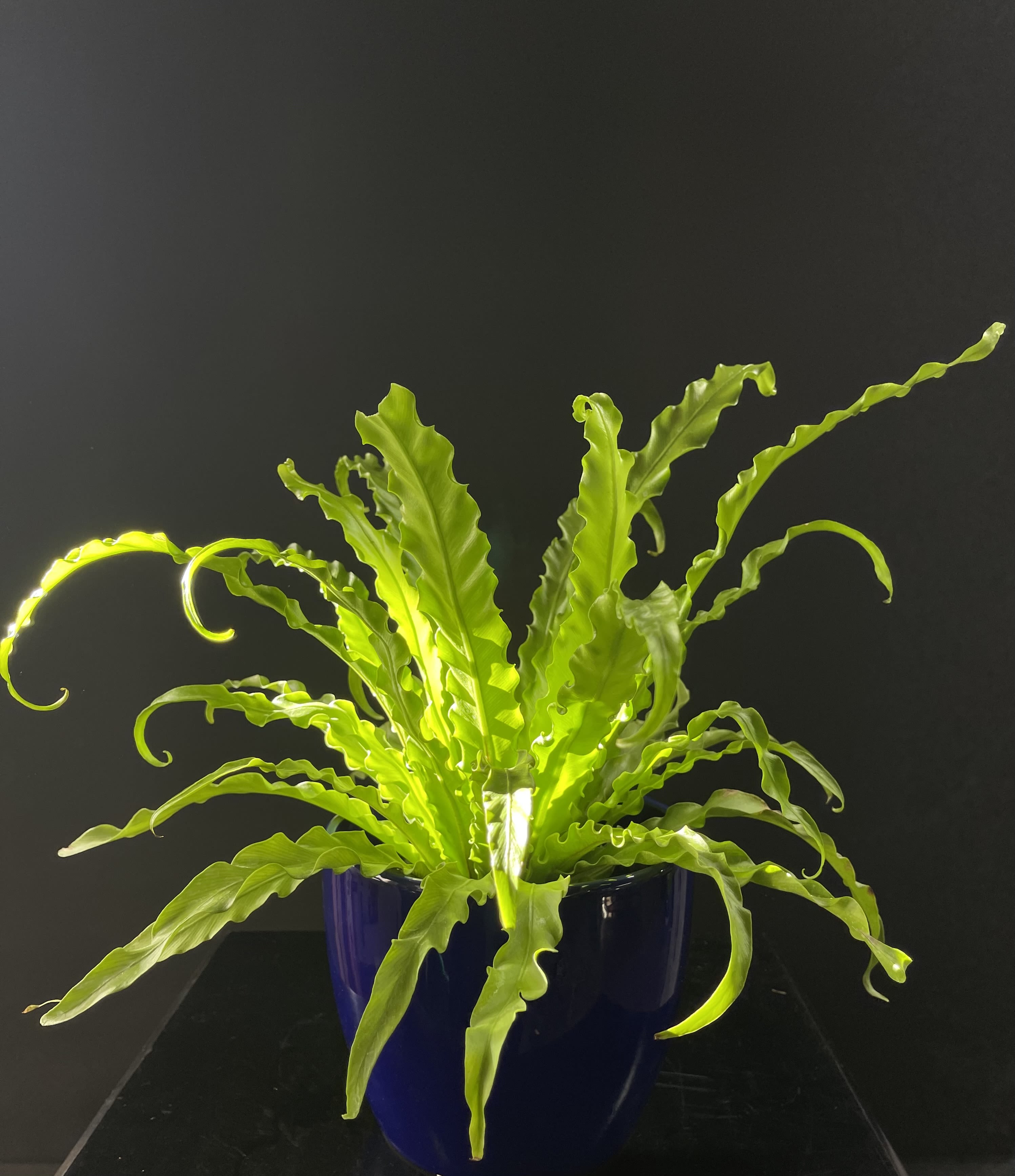 Bright green fern in a blue pot against a dark background