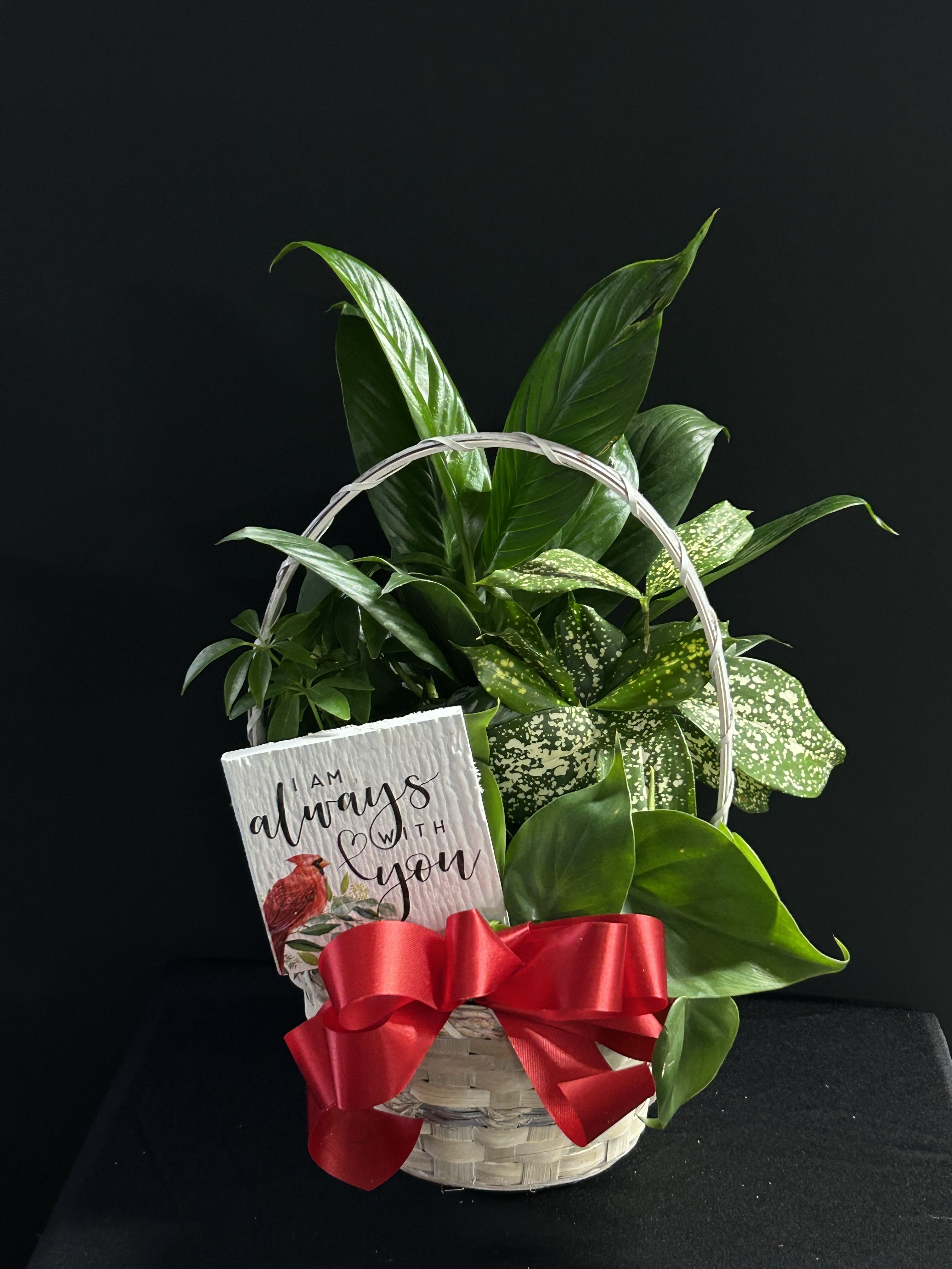 Basket of green houseplants with a red ribbon and sympathy card