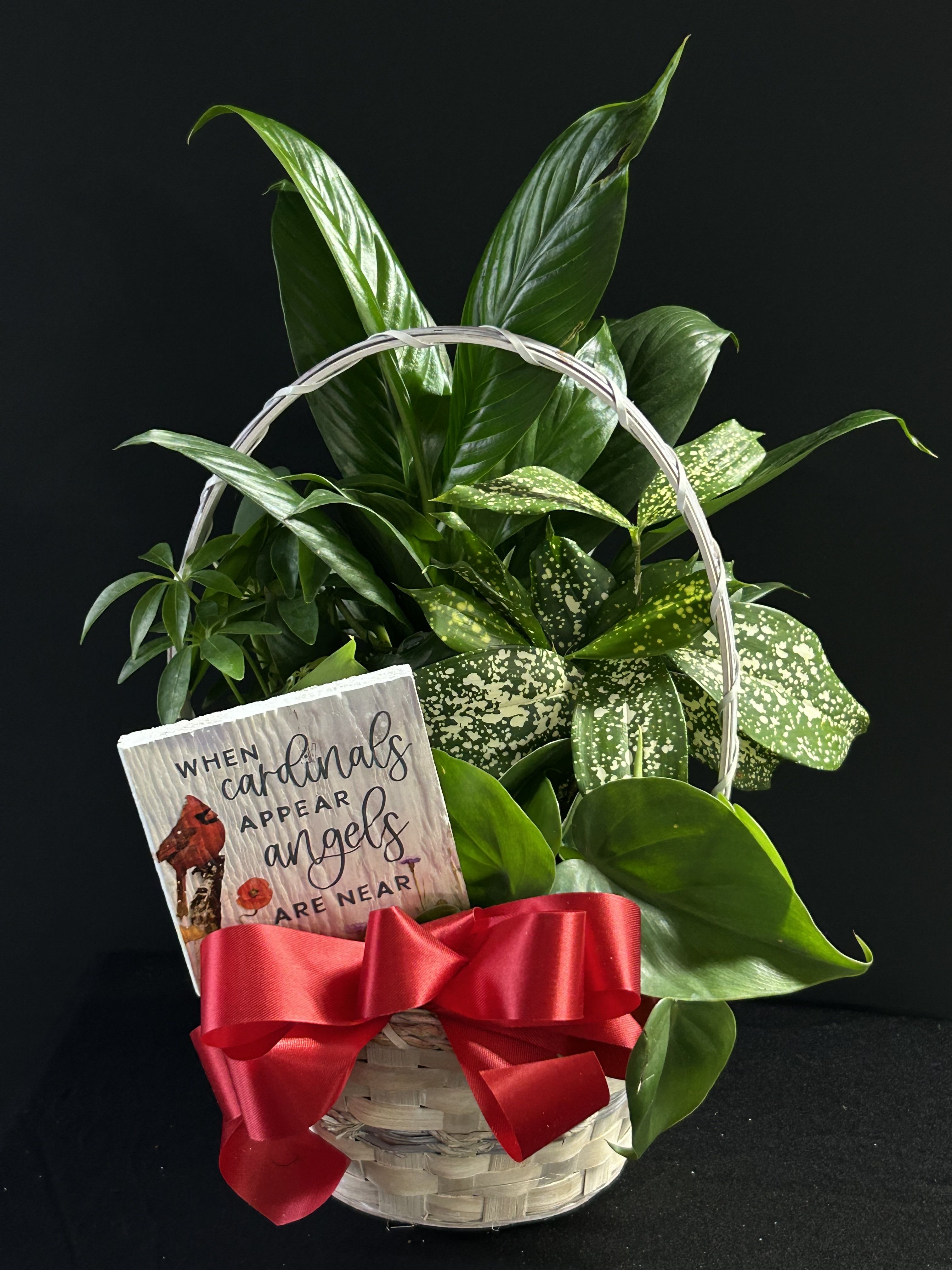 Basket of green houseplants with a sympathy card and red ribbon