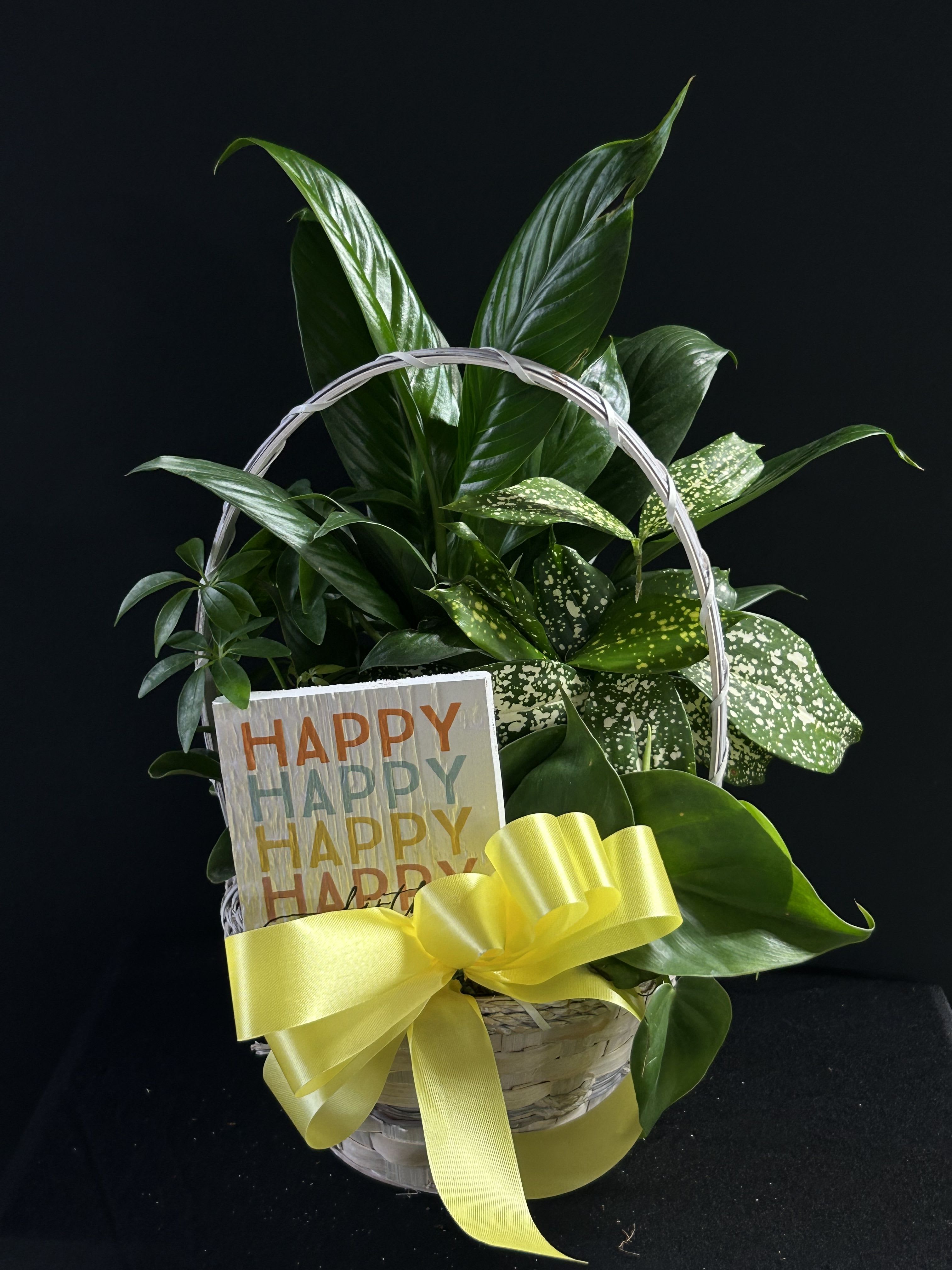 Basket of green houseplants with a yellow ribbon and a "Happy" card