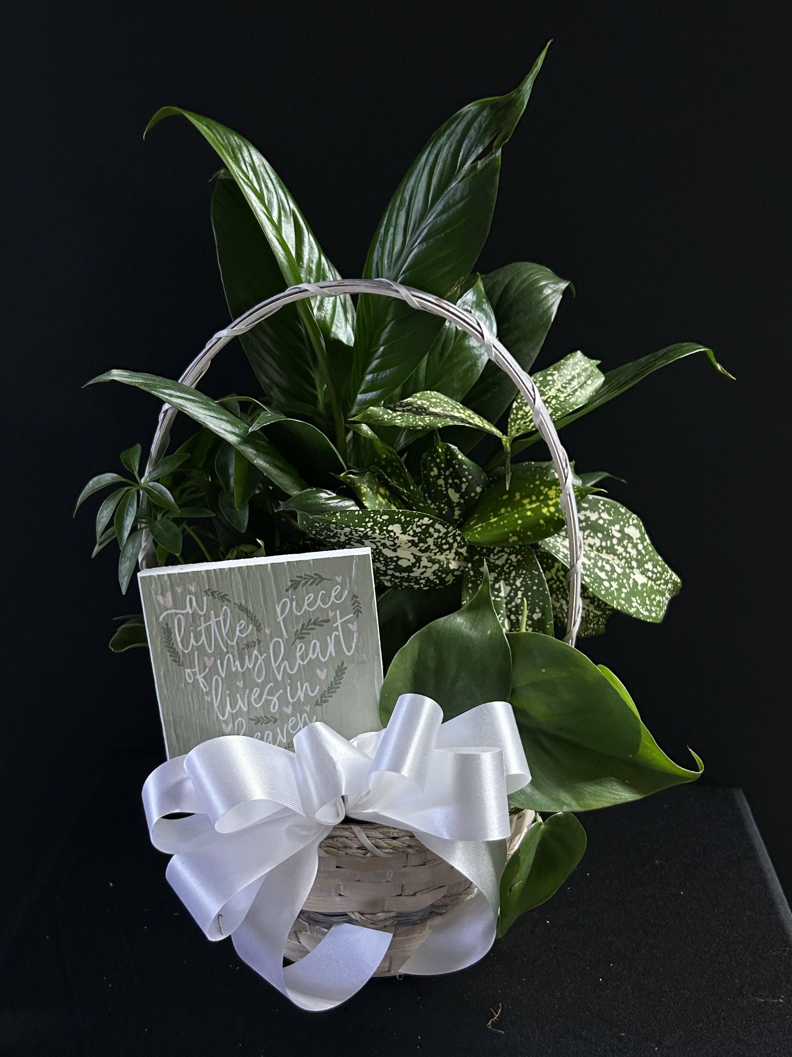 Basket of green houseplants with a white ribbon and a small sign