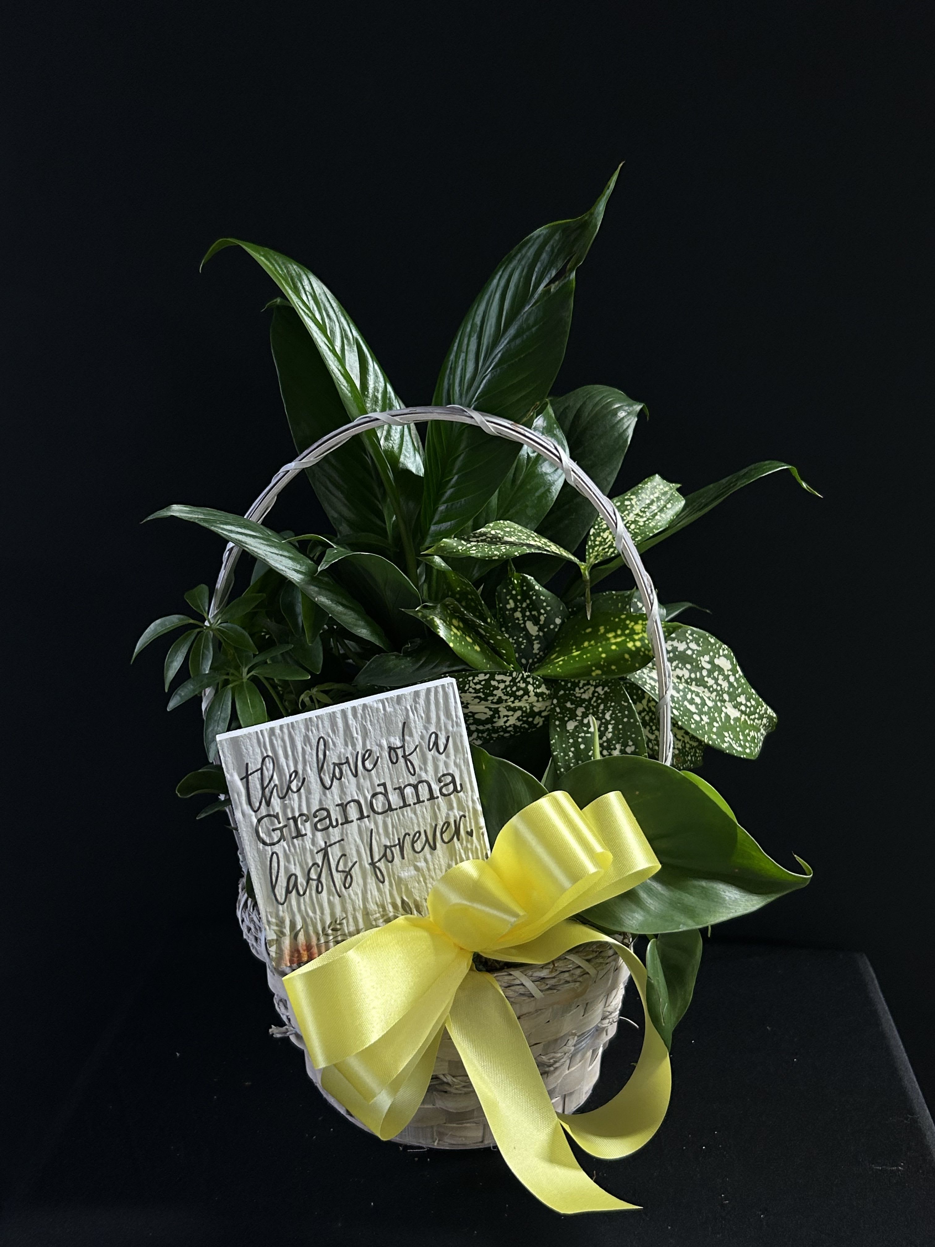 Basket of green houseplants with a yellow ribbon and a sympathy sign