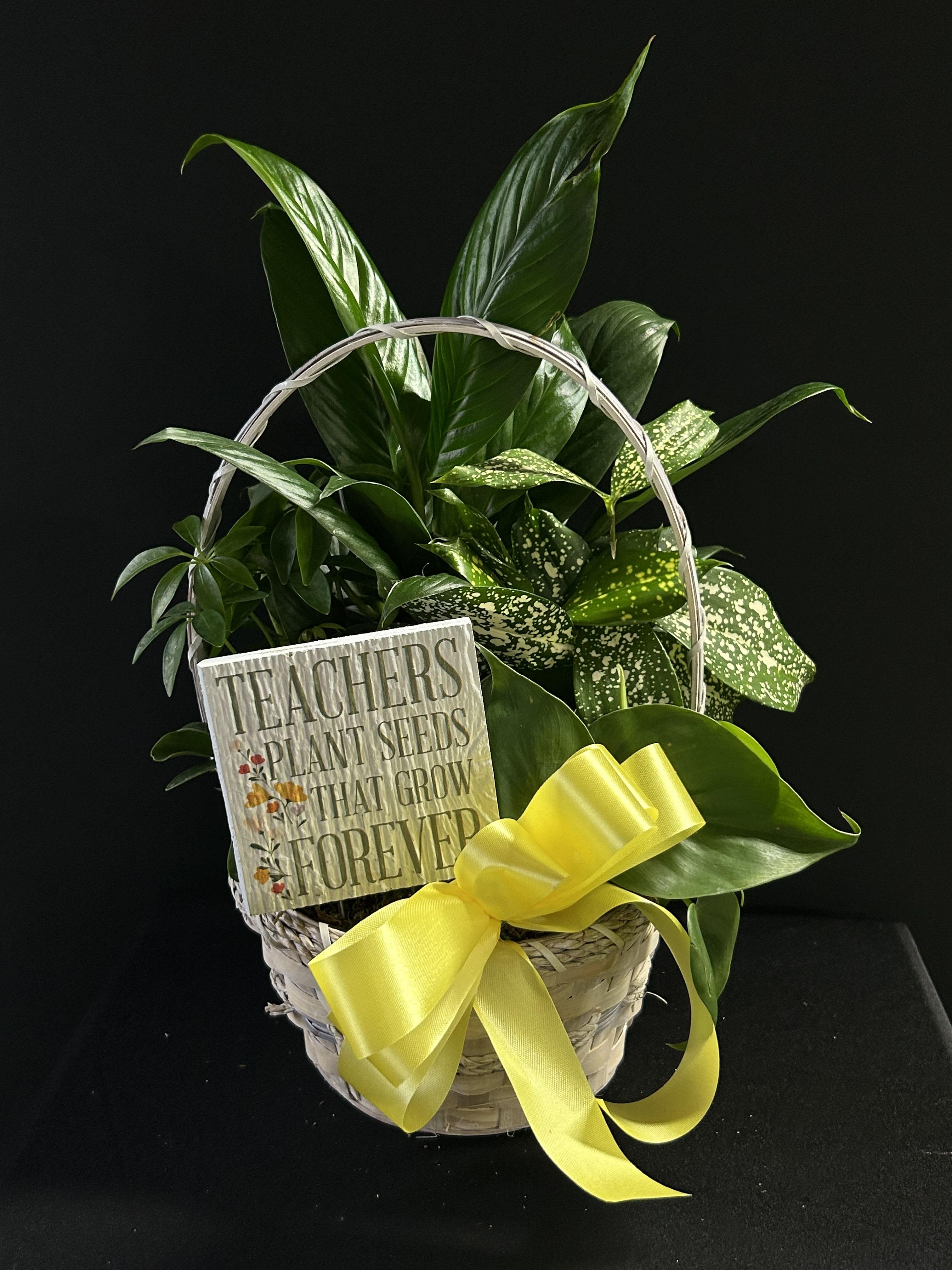 Basket of green houseplants with a yellow ribbon and teacher sign