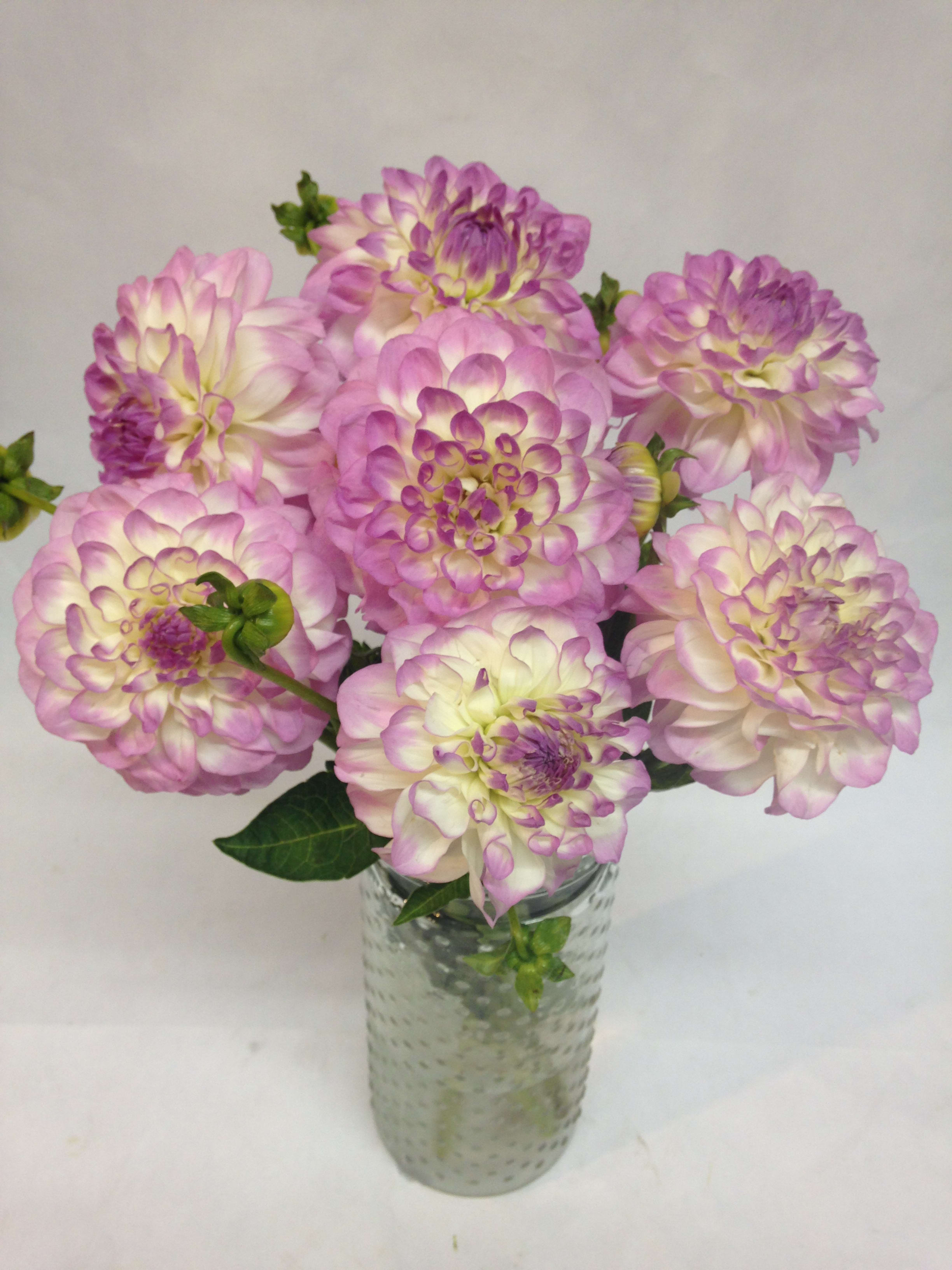Pink and white dahlias arranged in a clear glass vase