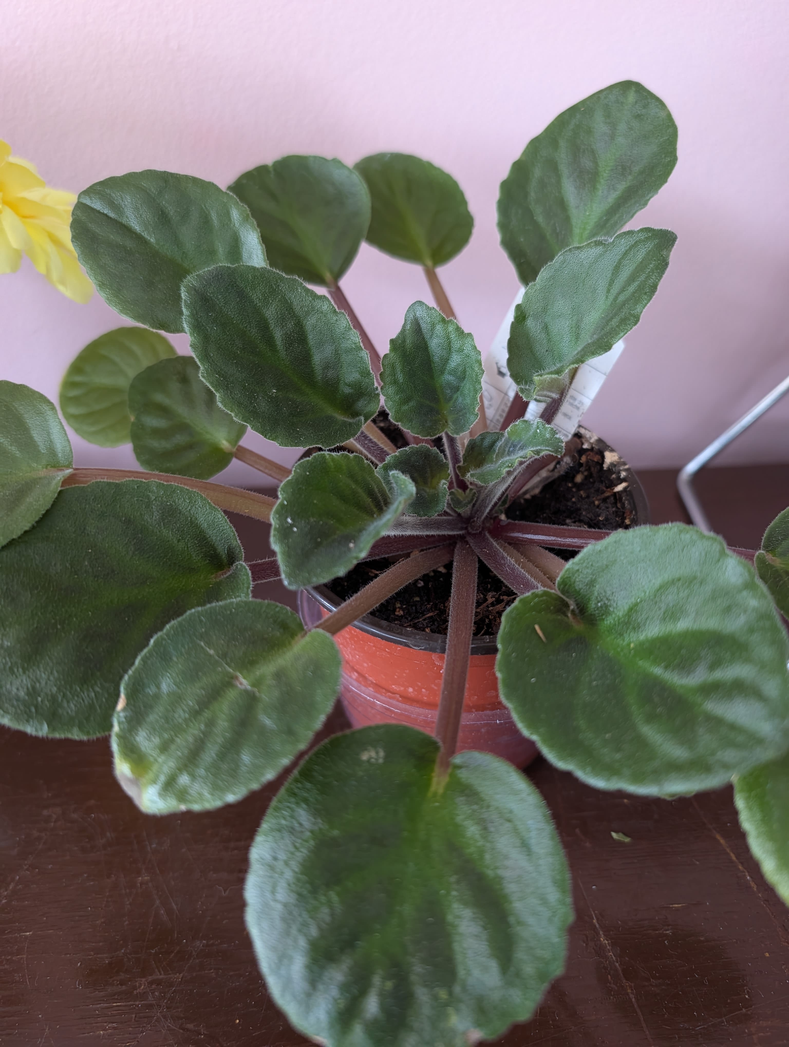 African Violet - An African Violet in a 4" pot, available in multiple colors. Beautiful on its own, in a planter, or added to a larger basket of plants.