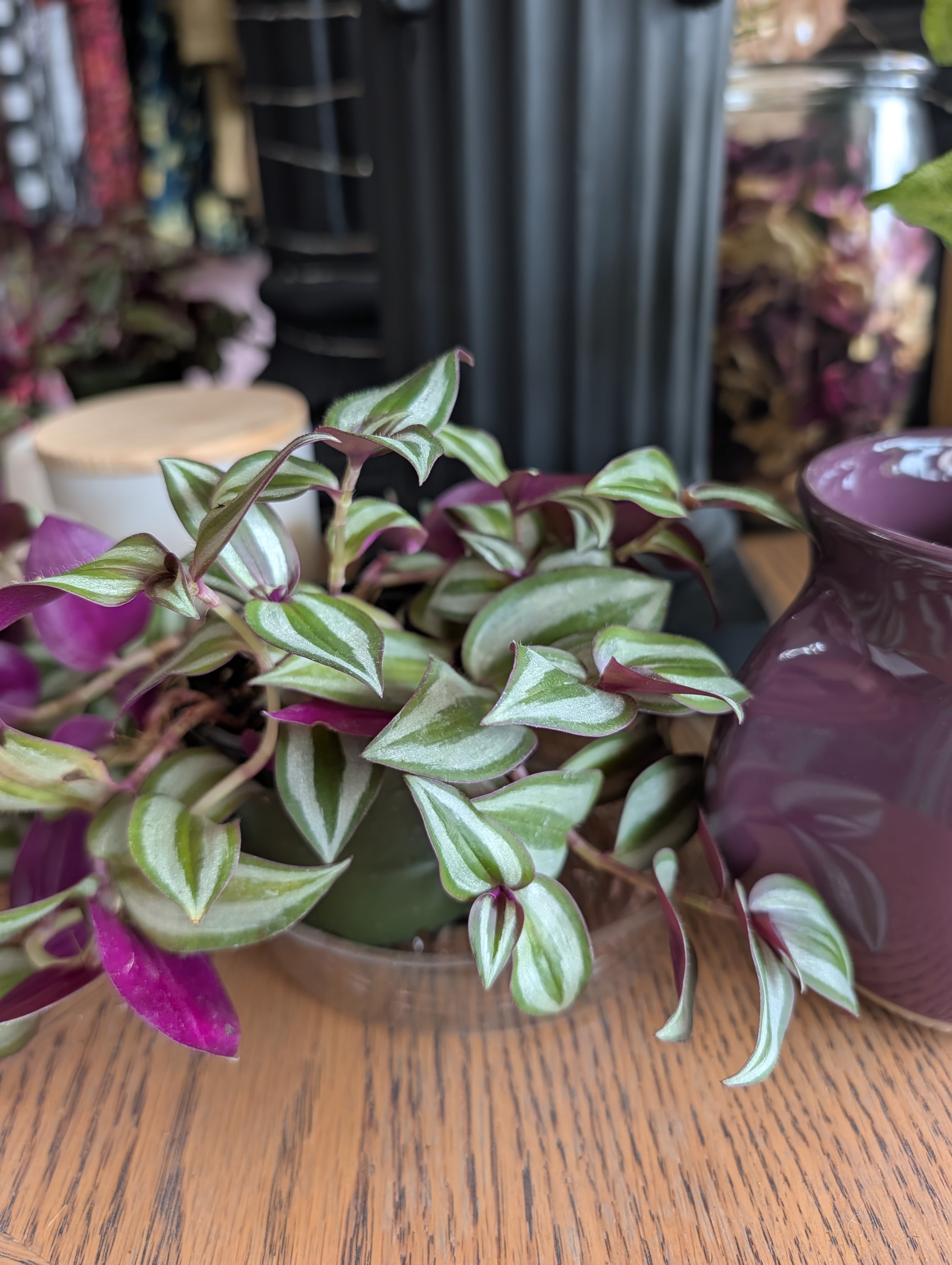 Tradescantia - This is a 4" dark purple tradescantia. Available on its own, in a planter of your choosing, or added to a larger planter.