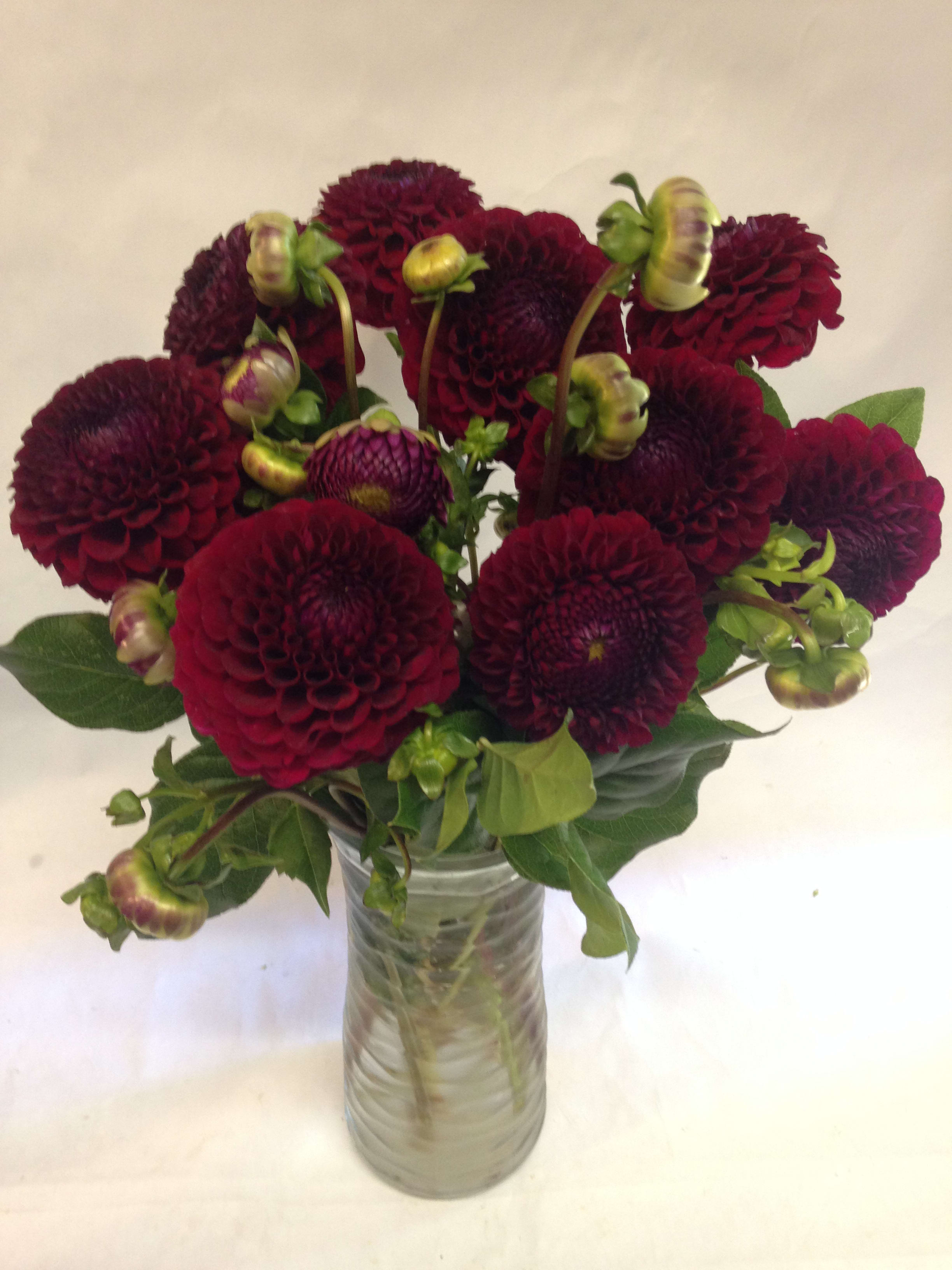 Deep burgundy dahlias in a clear glass vase