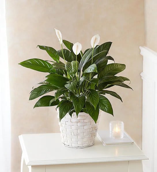 Peace lily plant with white blooms in a white woven basket on a table beside a small candle.