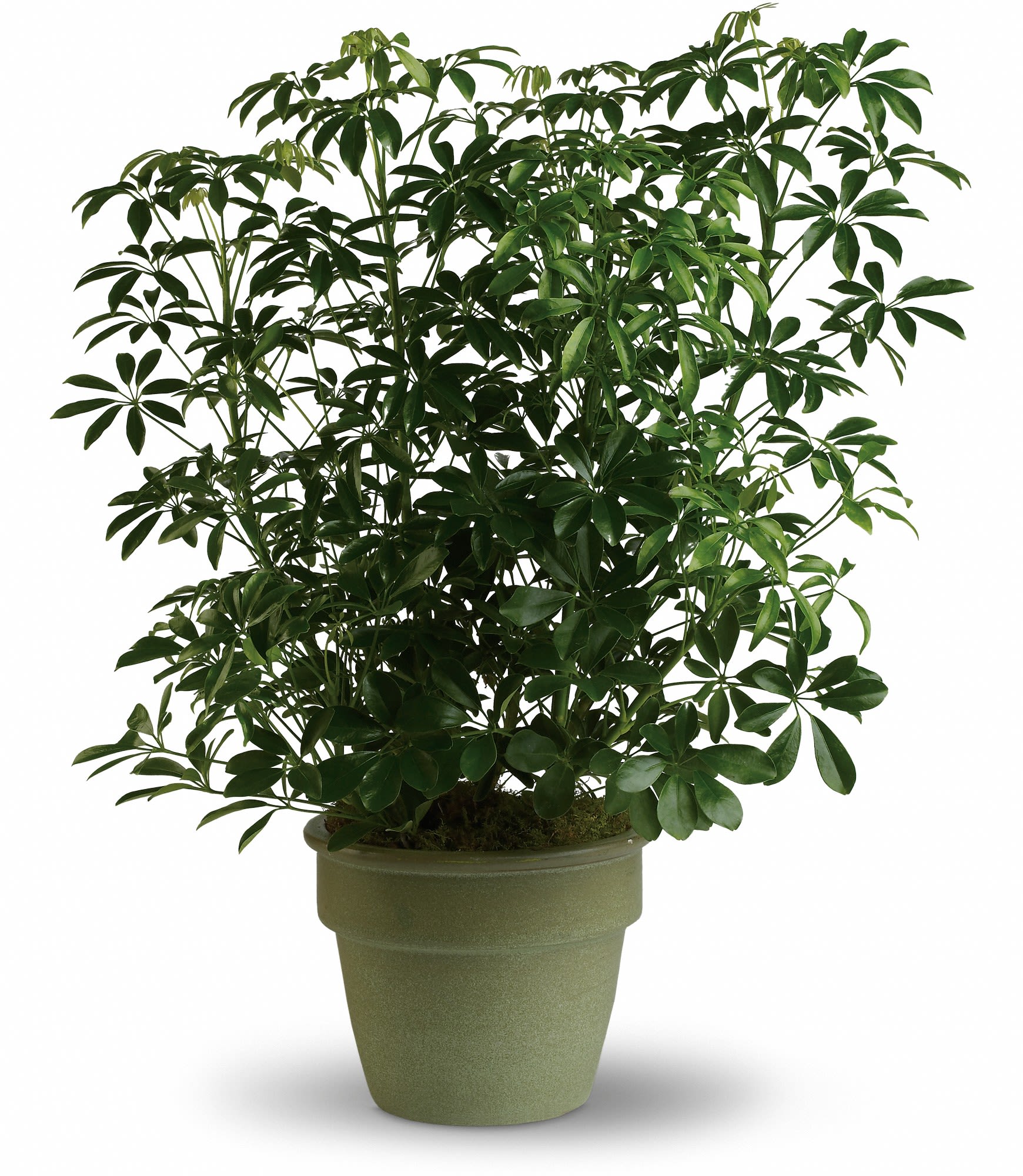Schefflera Plant - Also known as the umbrella plant due to its lovely arching leafy branches, this is an amazing gift. It can last for years and lend its graceful beauty to any home or office. 8" potted plant