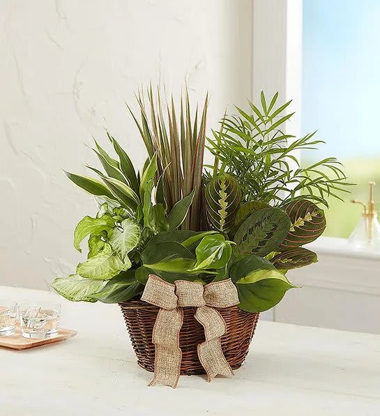 Classic Dish Garden  - Who says you need to go outside to enjoy the natural beauty of a green landscape? Our classic dish garden is hand-designed with a lush variety of fresh plants to spruce up any indoor space. Set in a charming wicker basket with a rustic burlap ribbon, it’s a thoughtful gift for birthdays, housewarmings or any day you want to send a smile.  Add a Sympathy Banner to this arrangement! https://katyflowershop.com/katy-katy-flower-shop/sympathy-banner.html