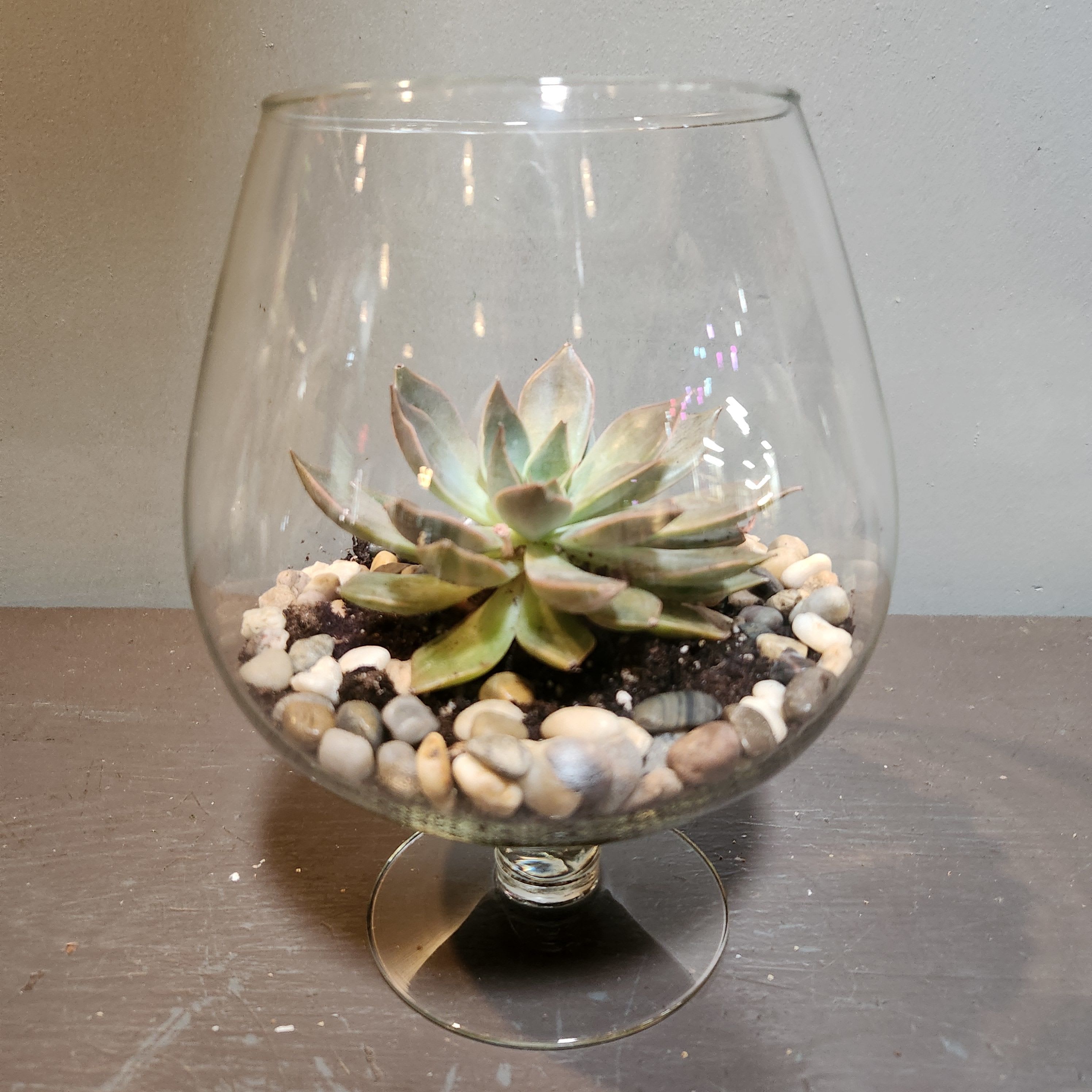 Plants: Succulent Terrarium - Zen - The perfect long-lasting gift - a succulent terrarium. Measures approx. 9"Tx7"W and arrives in a glass vase.