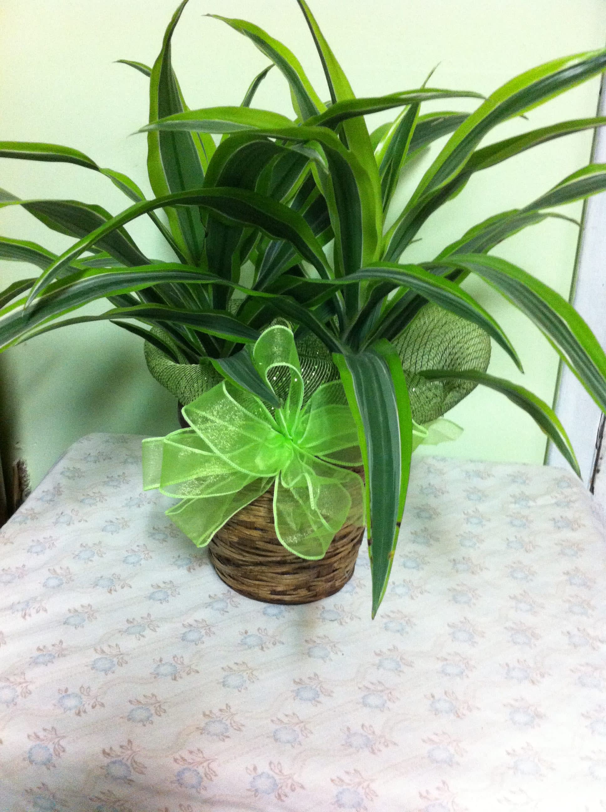 Potted green plant in a woven basket with a lime ribbon