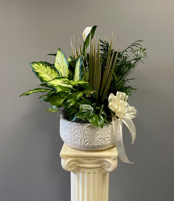 White potted plant arrangement with a ribbon bow