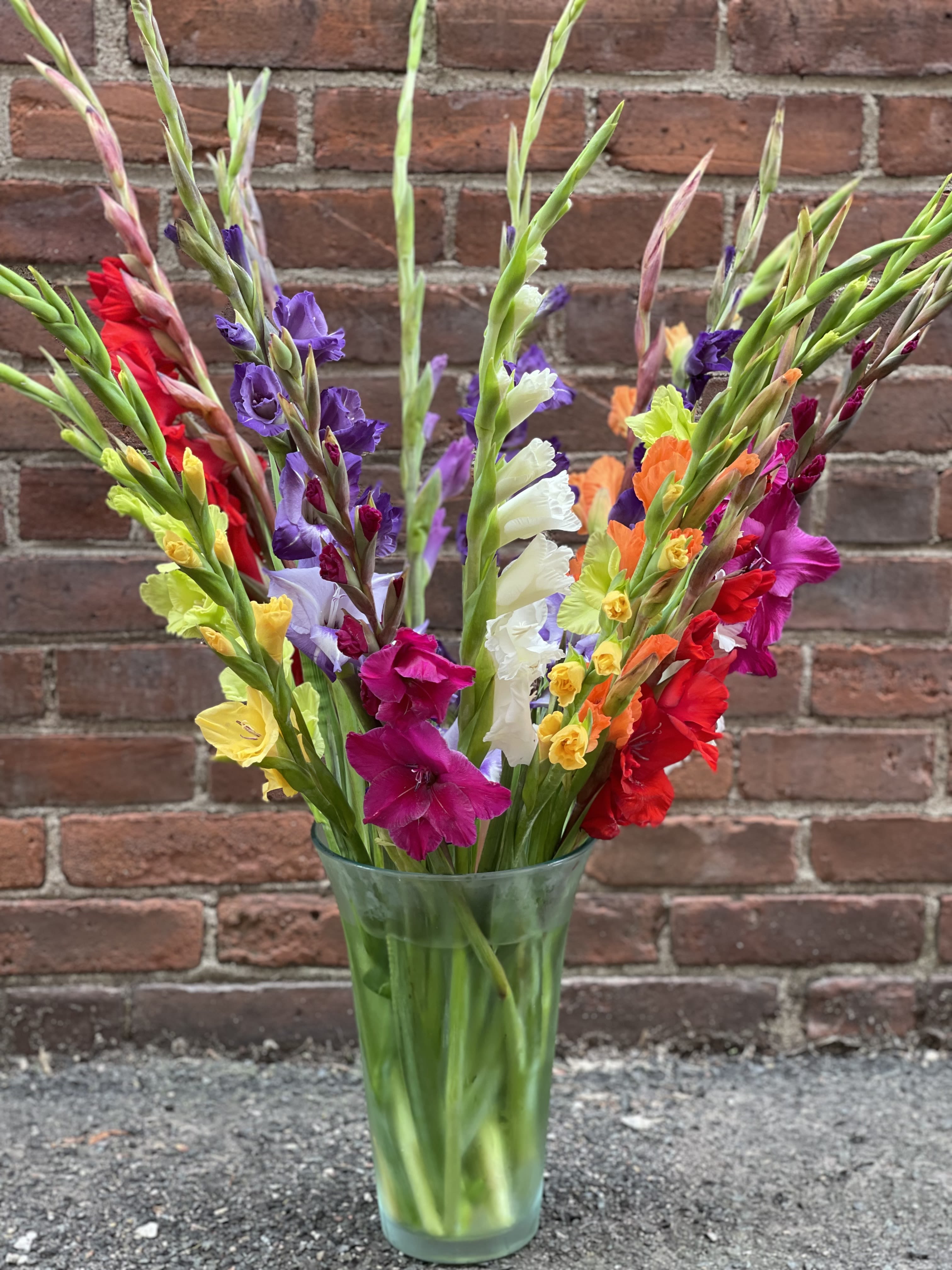 Graceful Gladiolus - A beautiful mix of Summer Gladiolus.