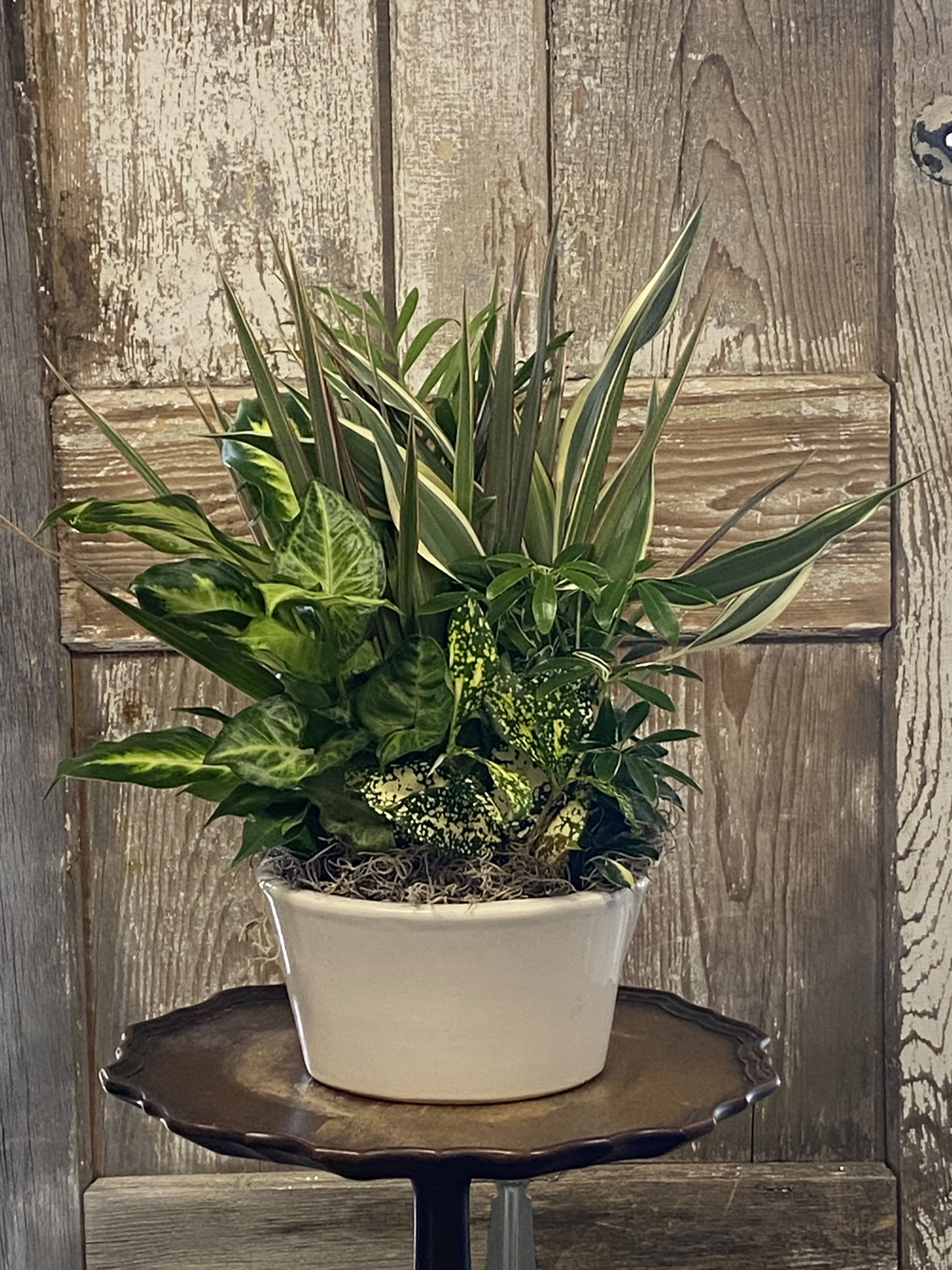 Mixed green houseplants arranged in a white ceramic pot