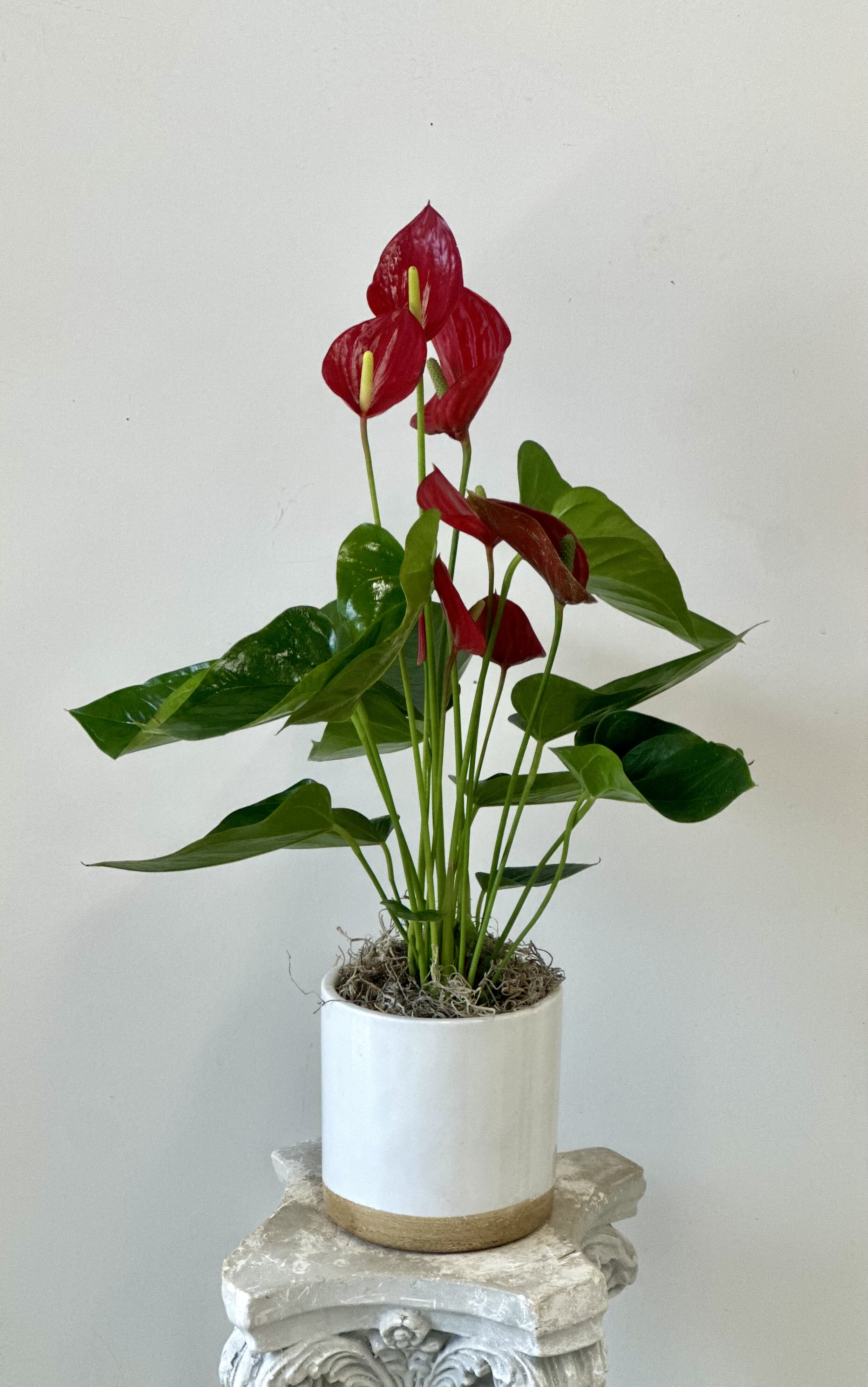 Red anthurium plant in a white pot